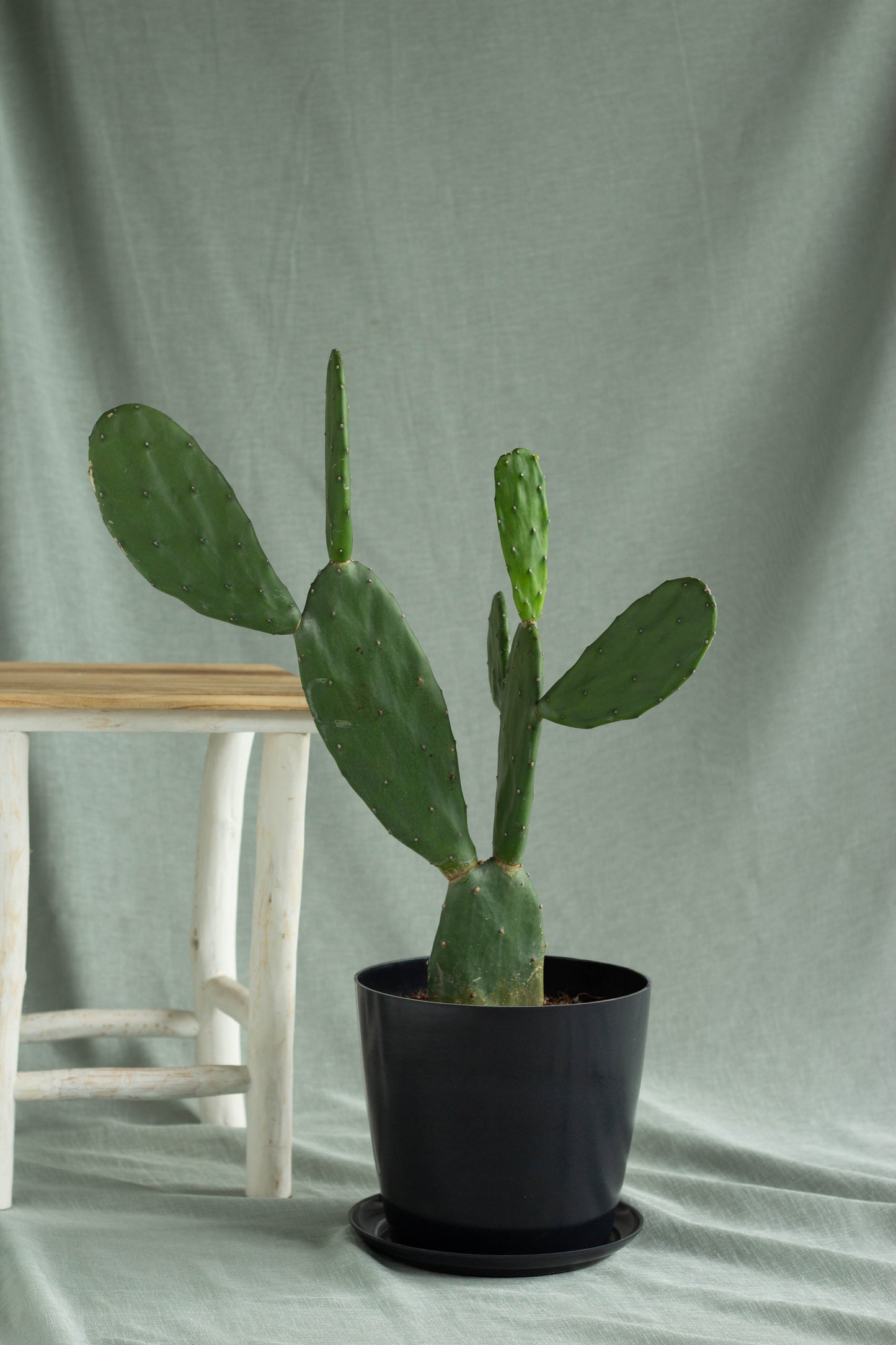 Prickly Pear Cactus
