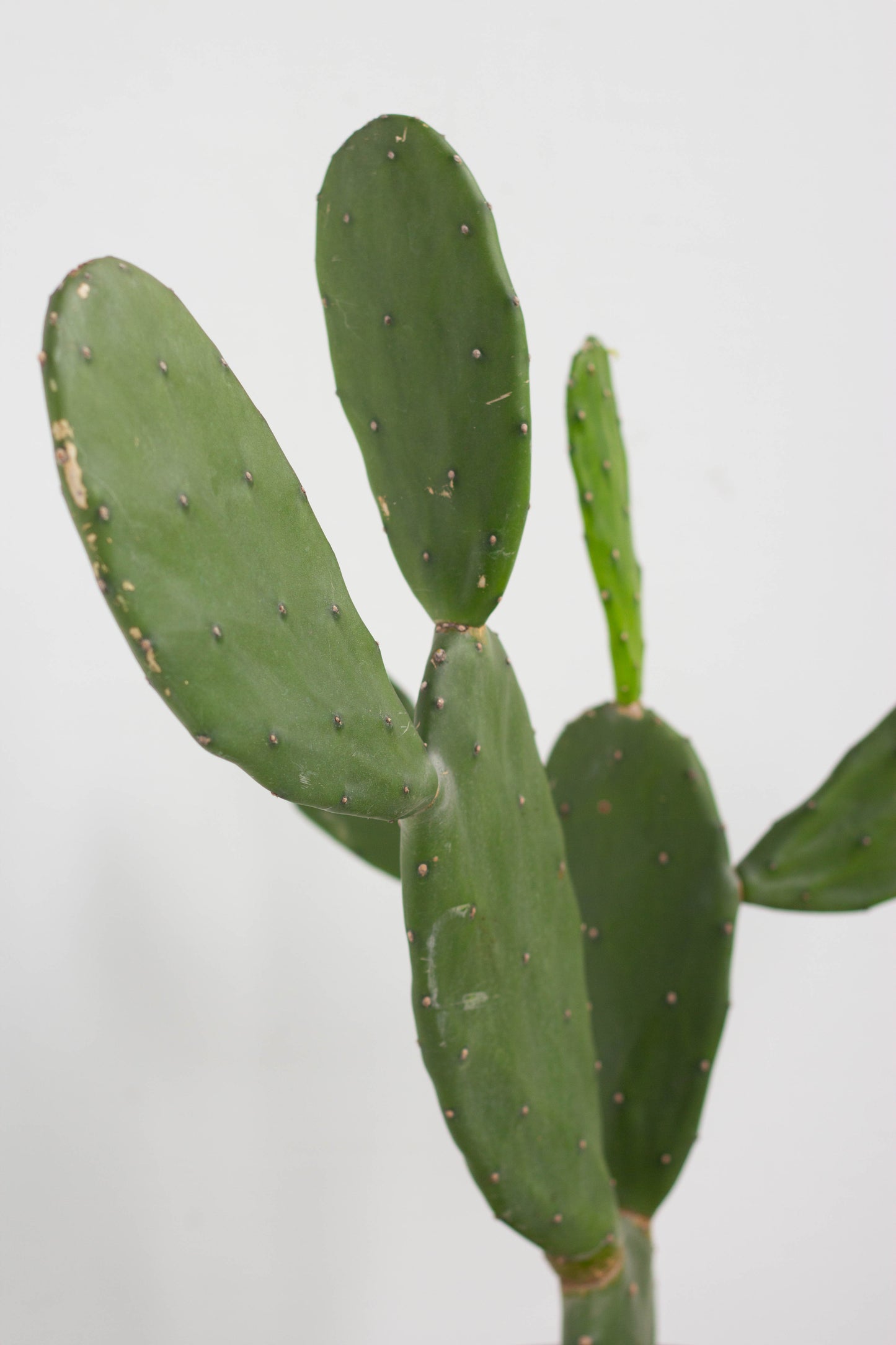 Prickly Pear Cactus