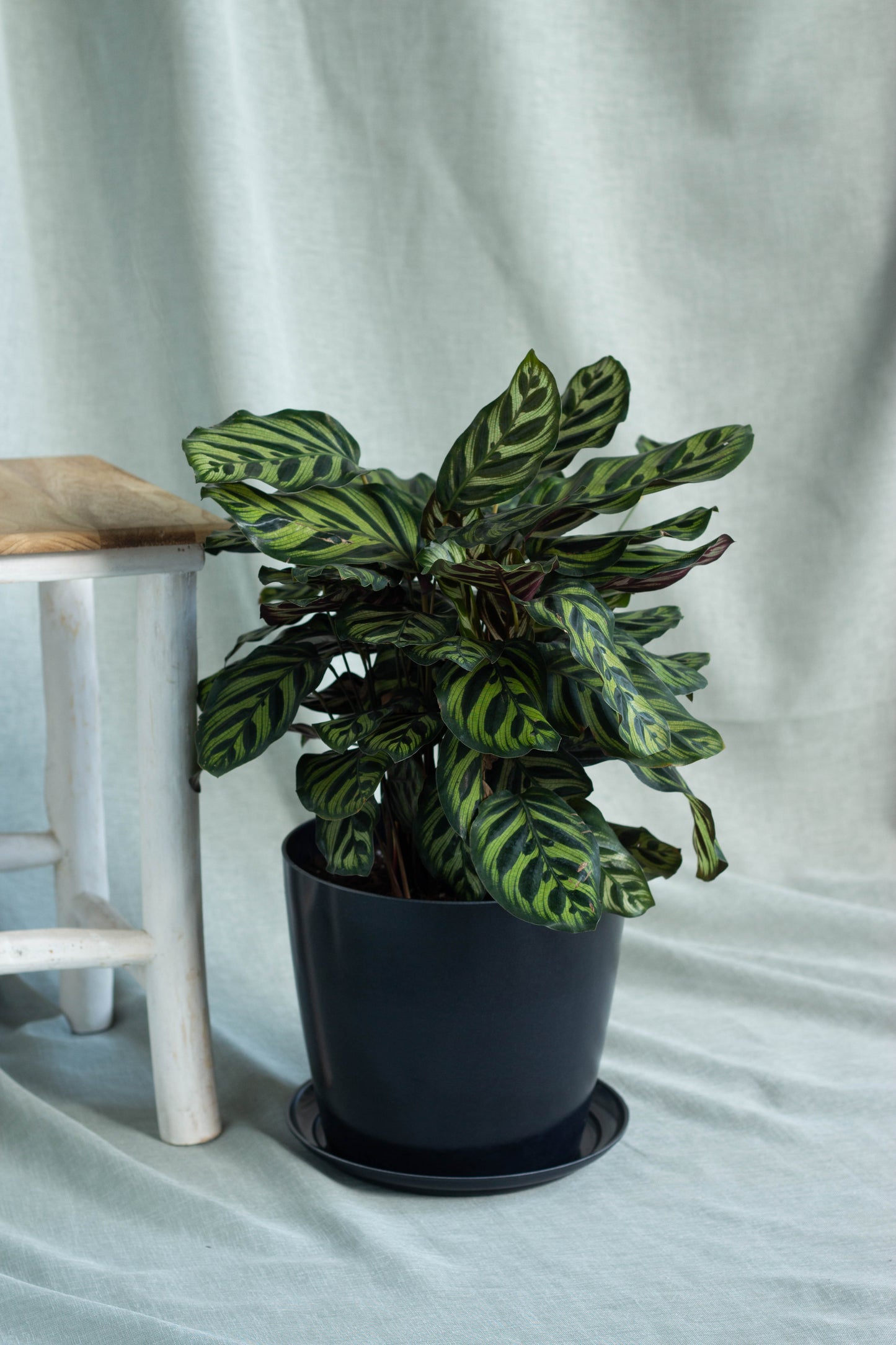 Calathea Peacock