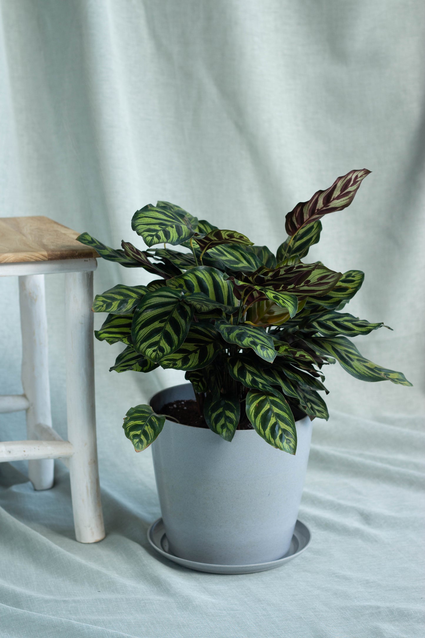 Calathea Peacock