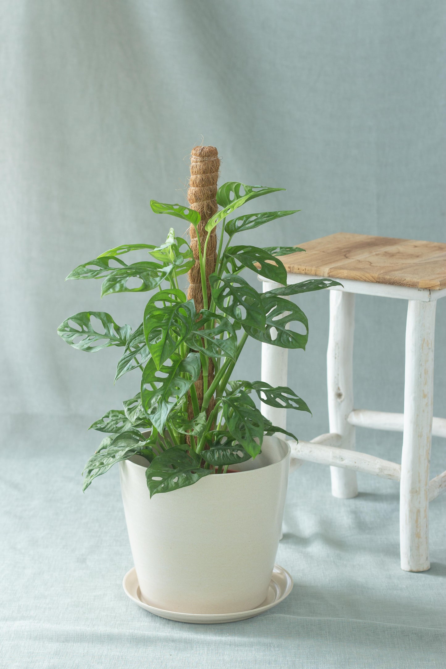 Monstera Adansonii