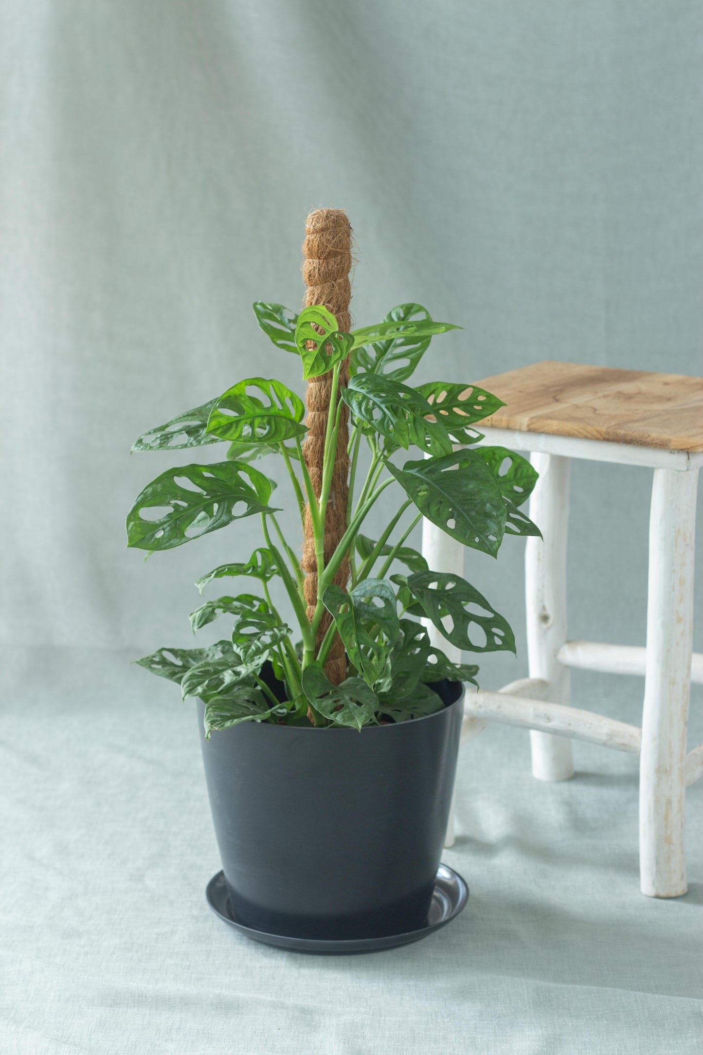 Monstera Adansonii