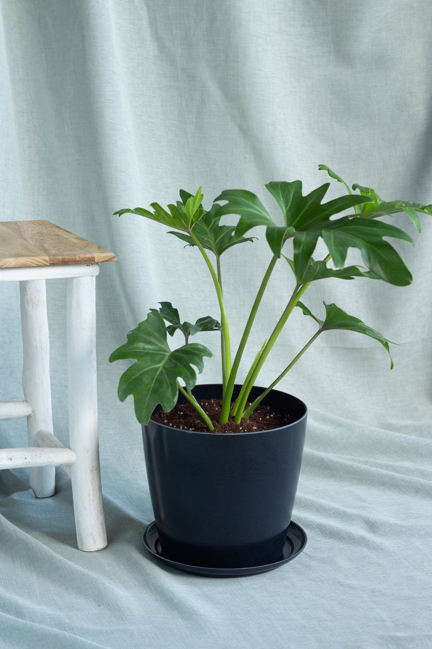 Philodendron Lacerum