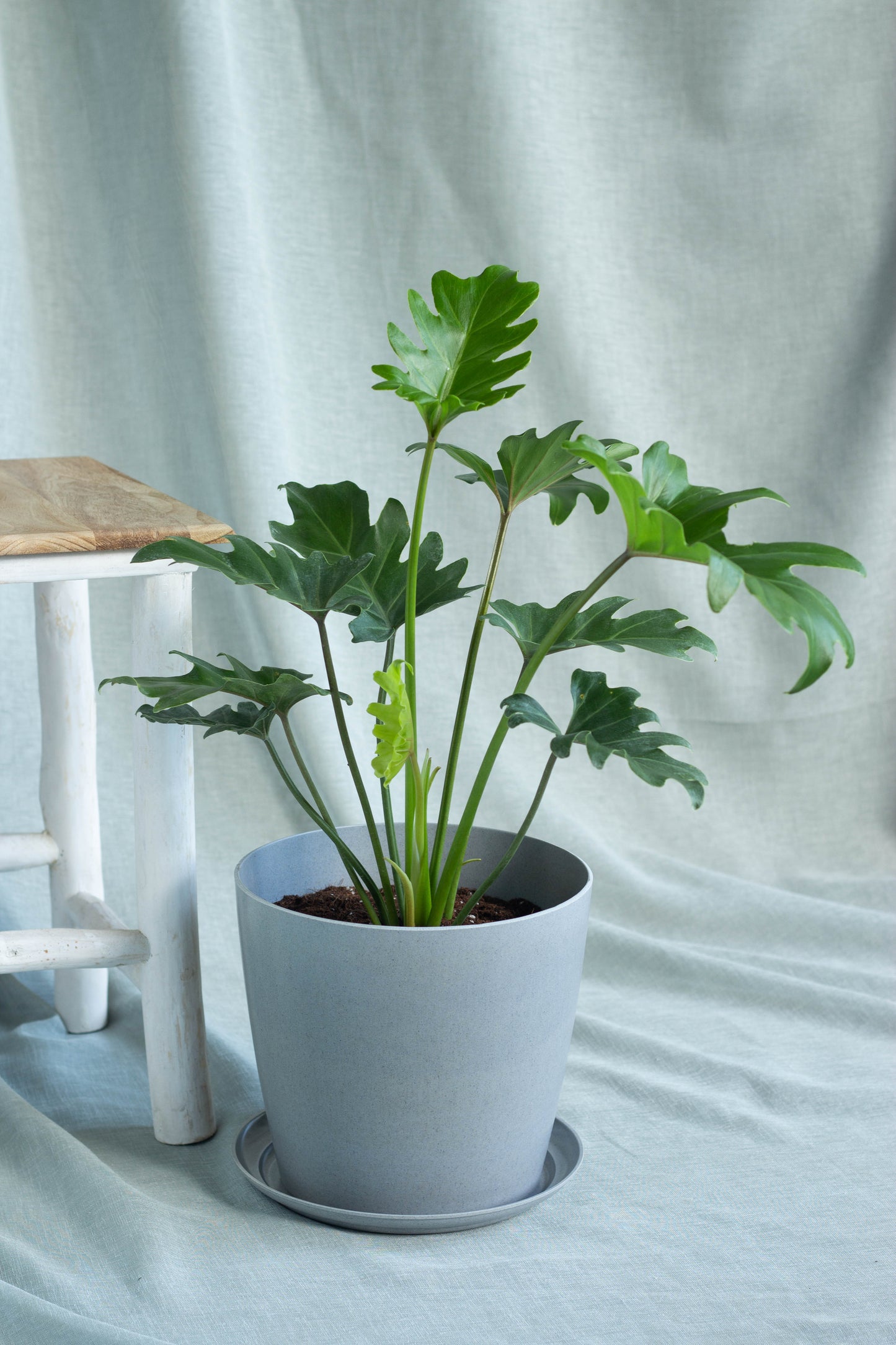 Philodendron Lacerum