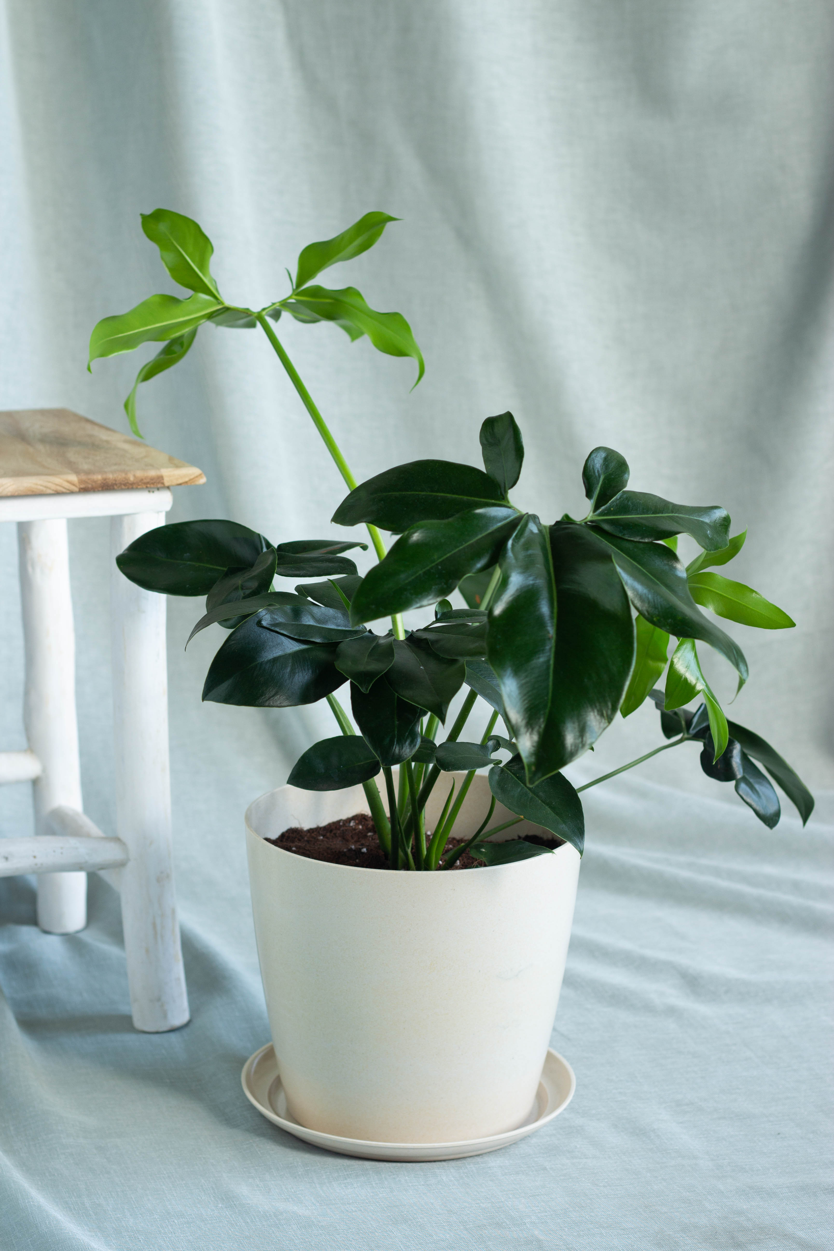 philodendron green wonder goeldii Philodendron Goeldii – Bloomspace