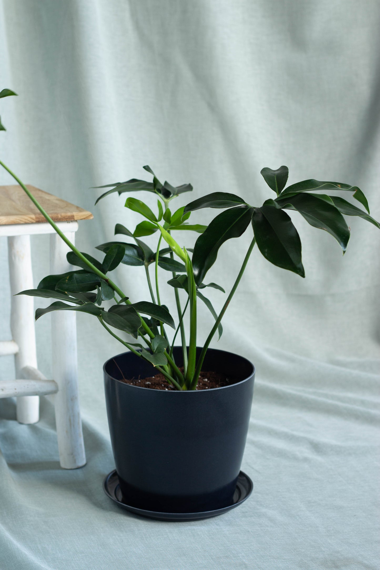 Philodendron Goeldii