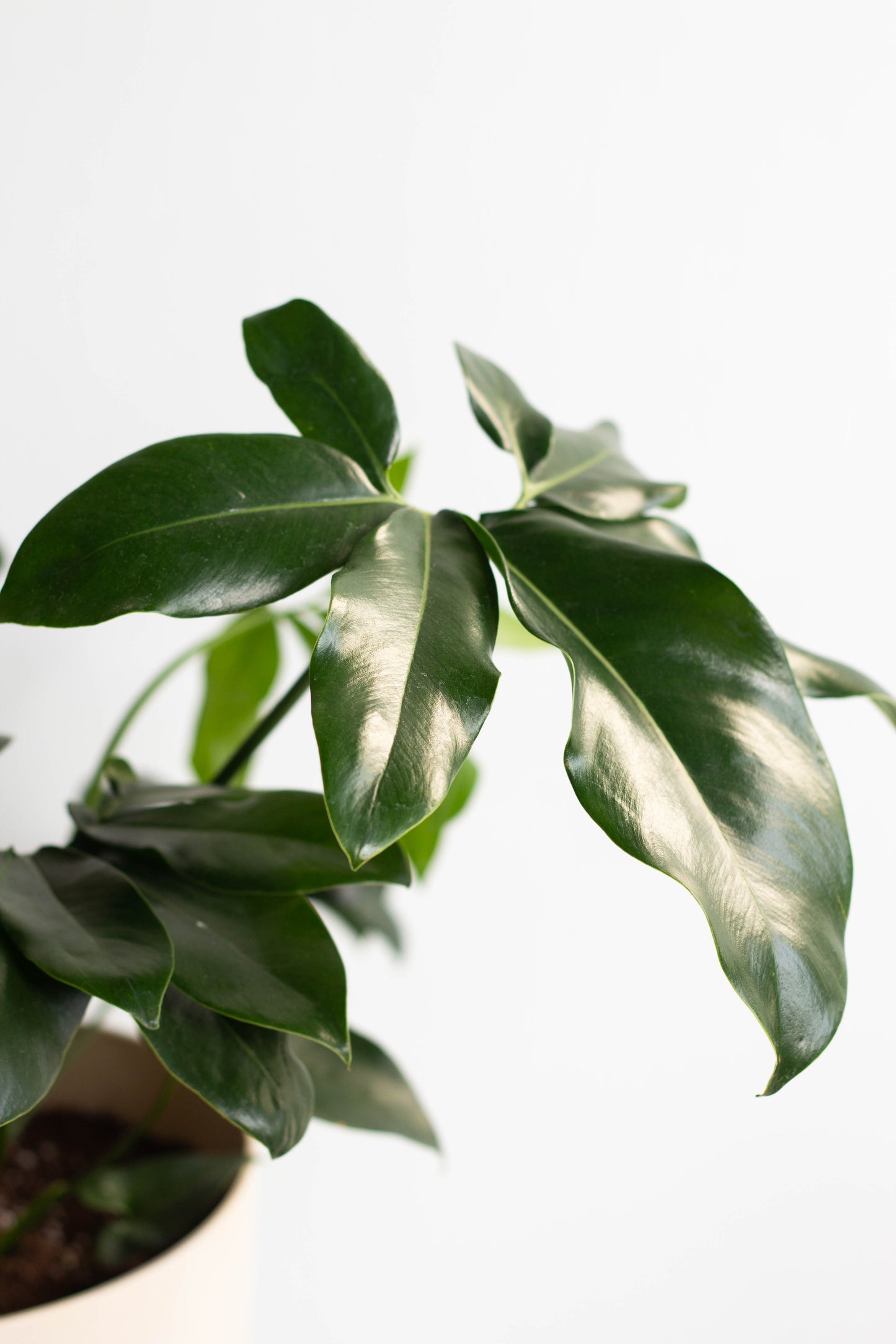 Philodendron Goeldii