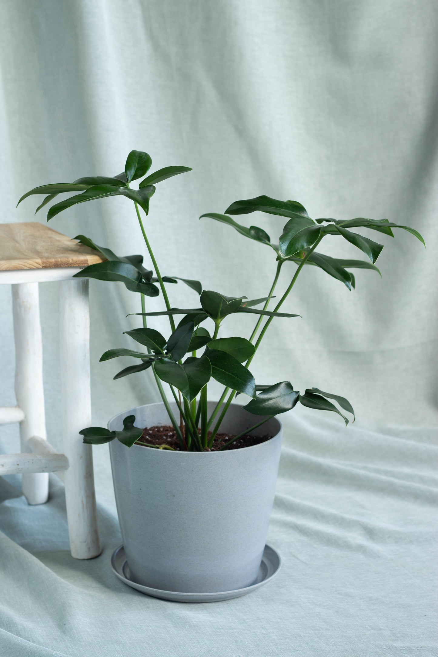 Philodendron Goeldii