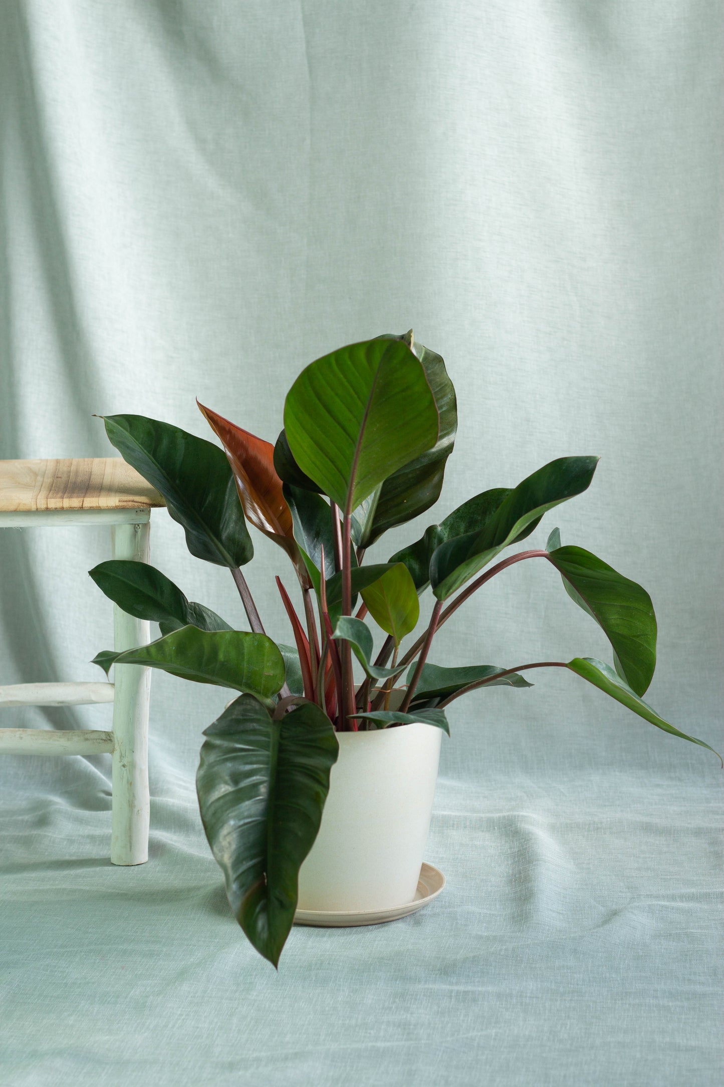 Philodendron Red Congo