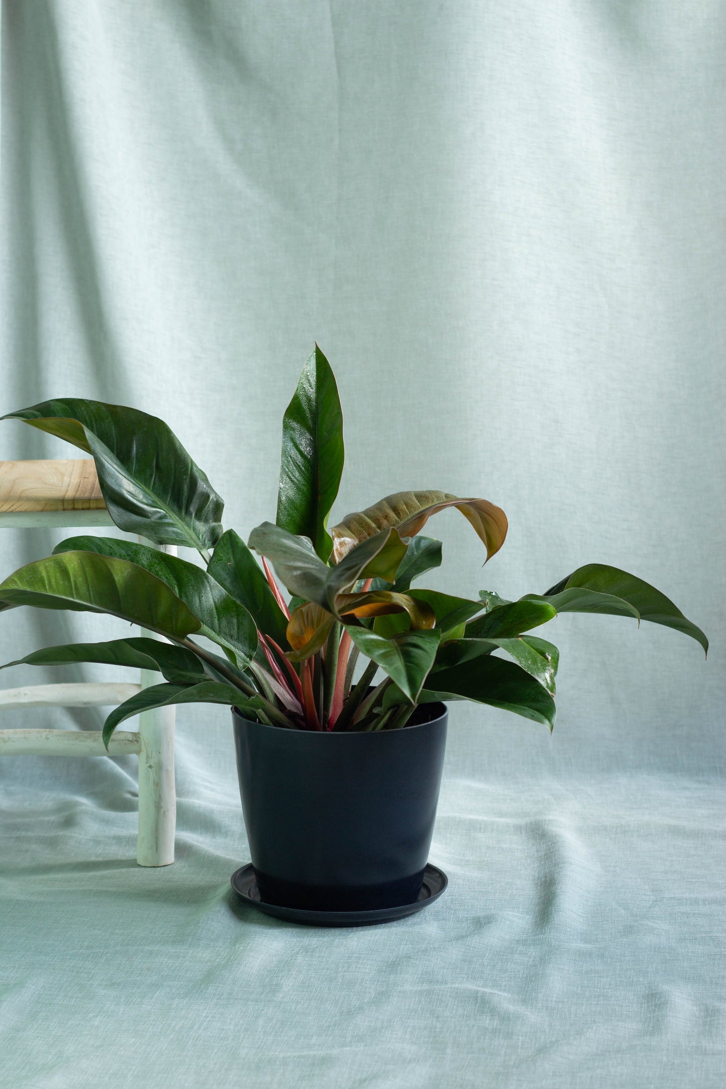 Philodendron Red Congo