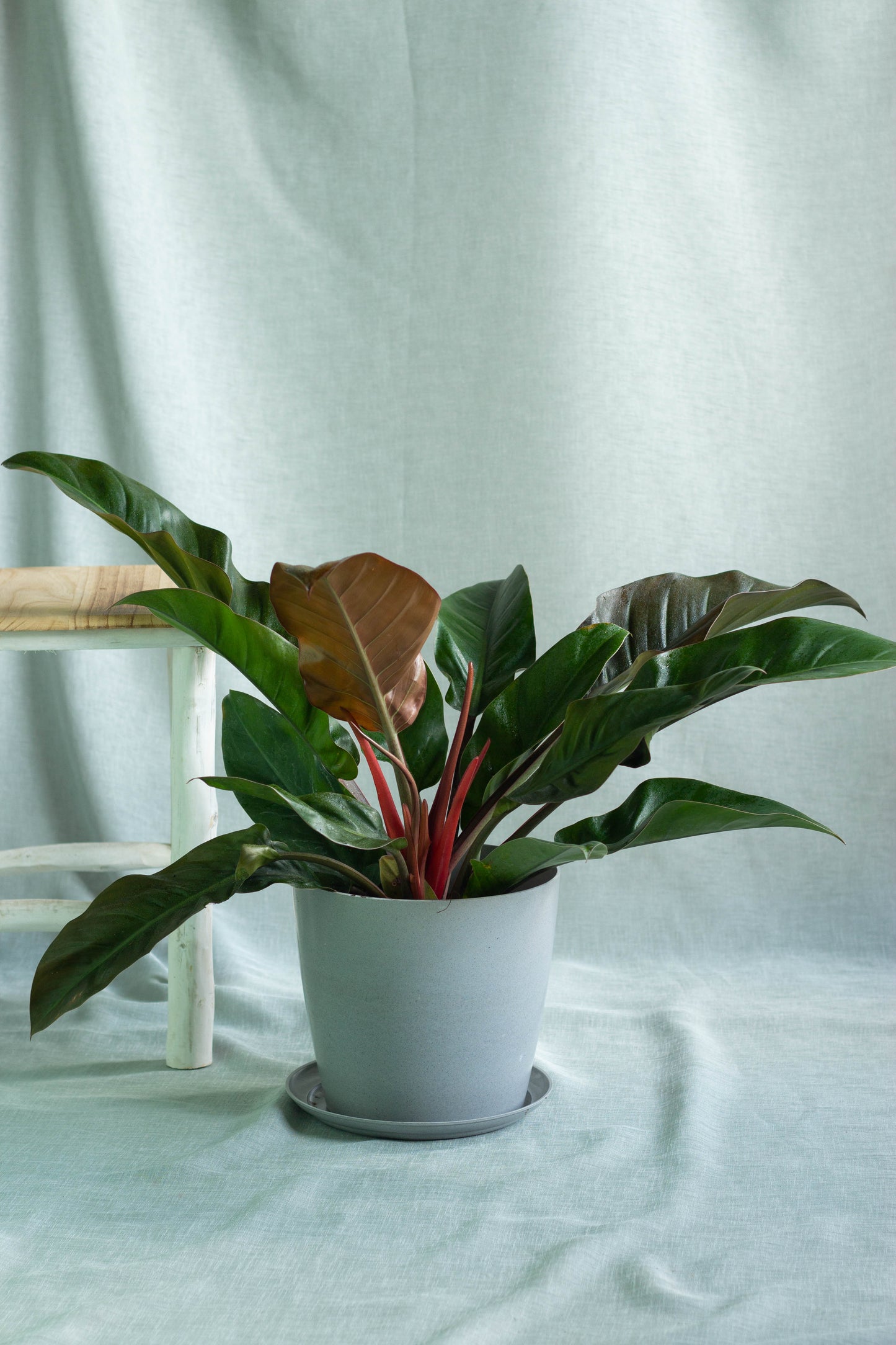 Philodendron Red Congo