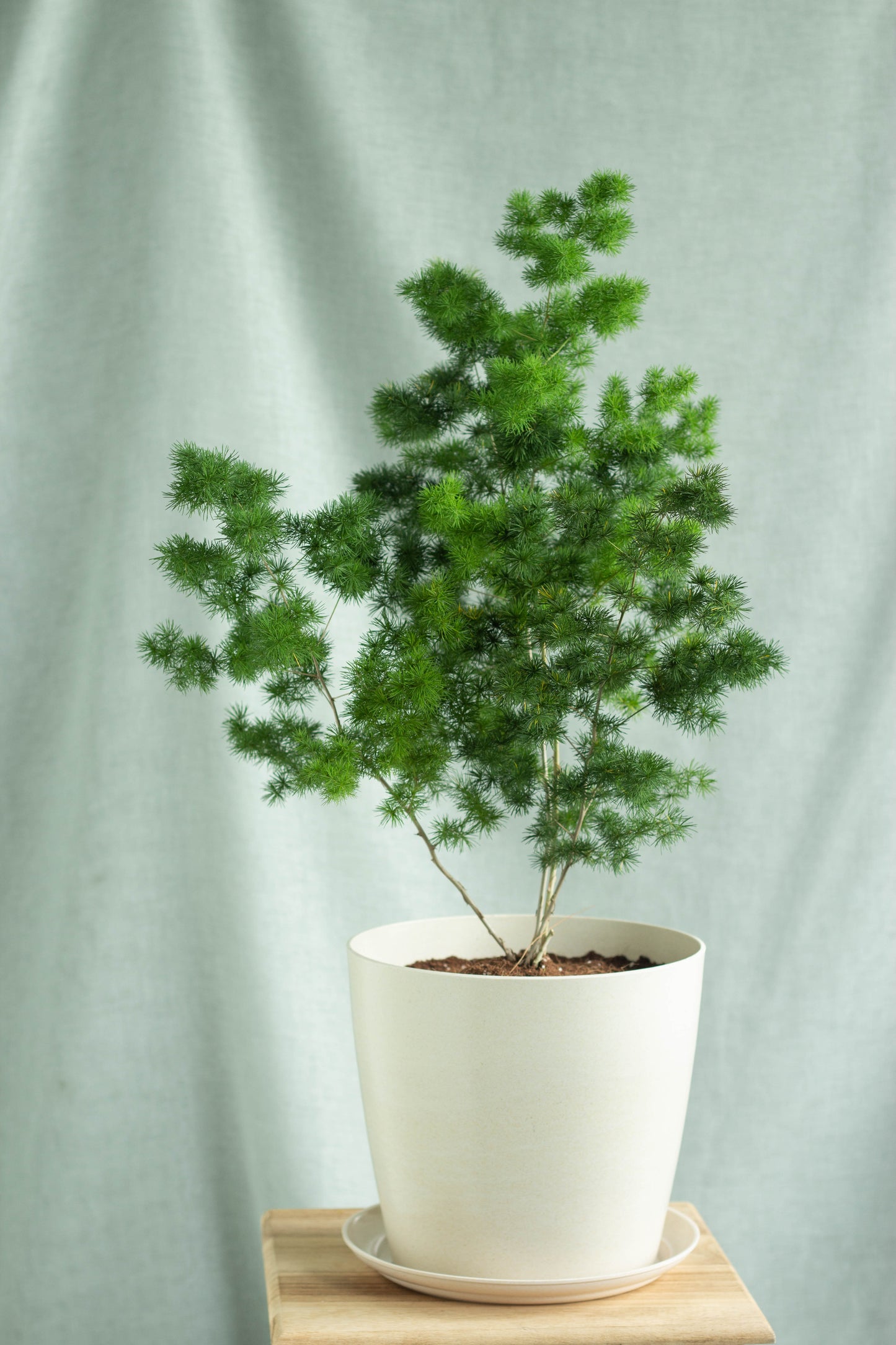 Ming Fern