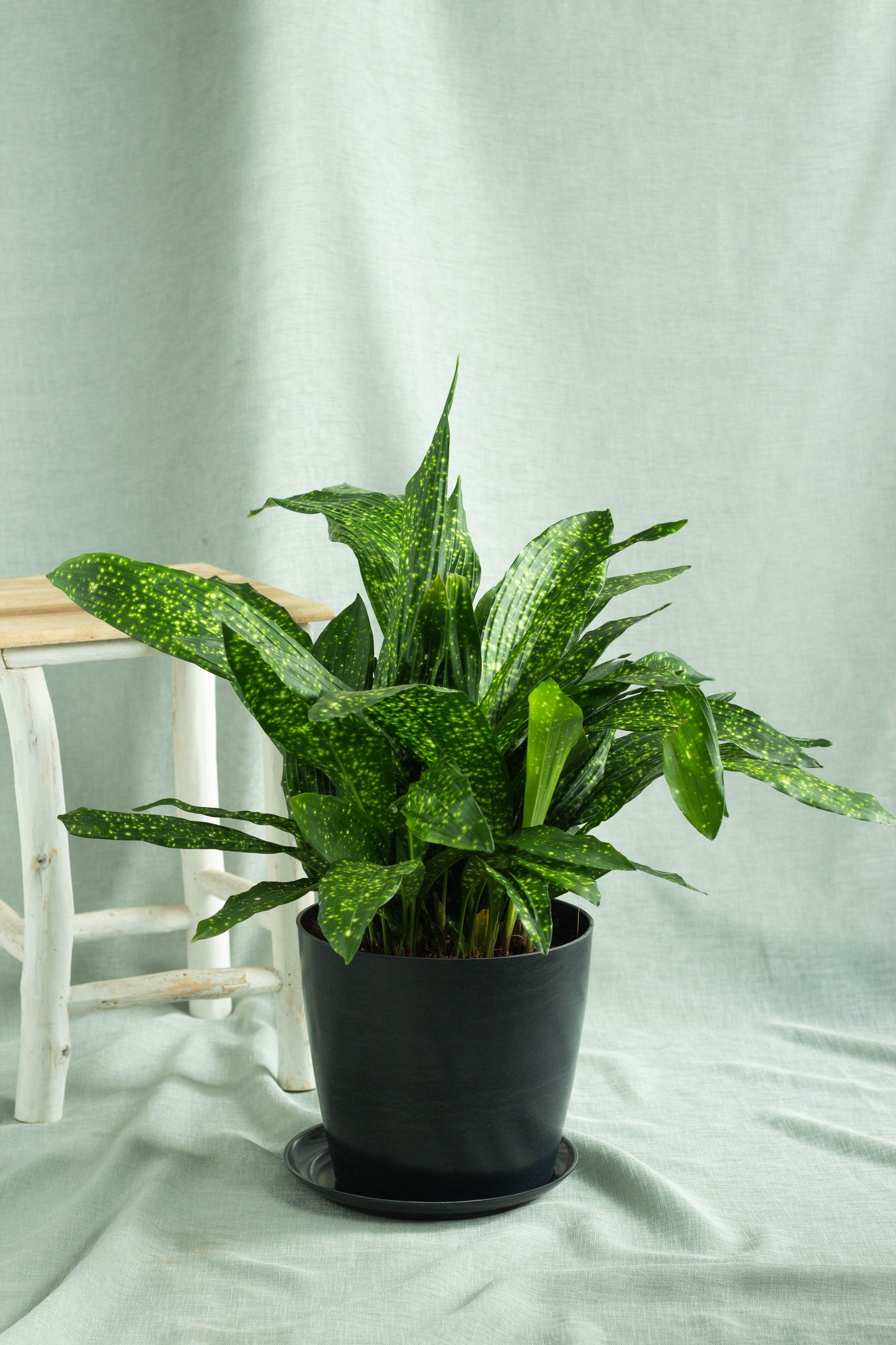 Aspidistra Milky Way
