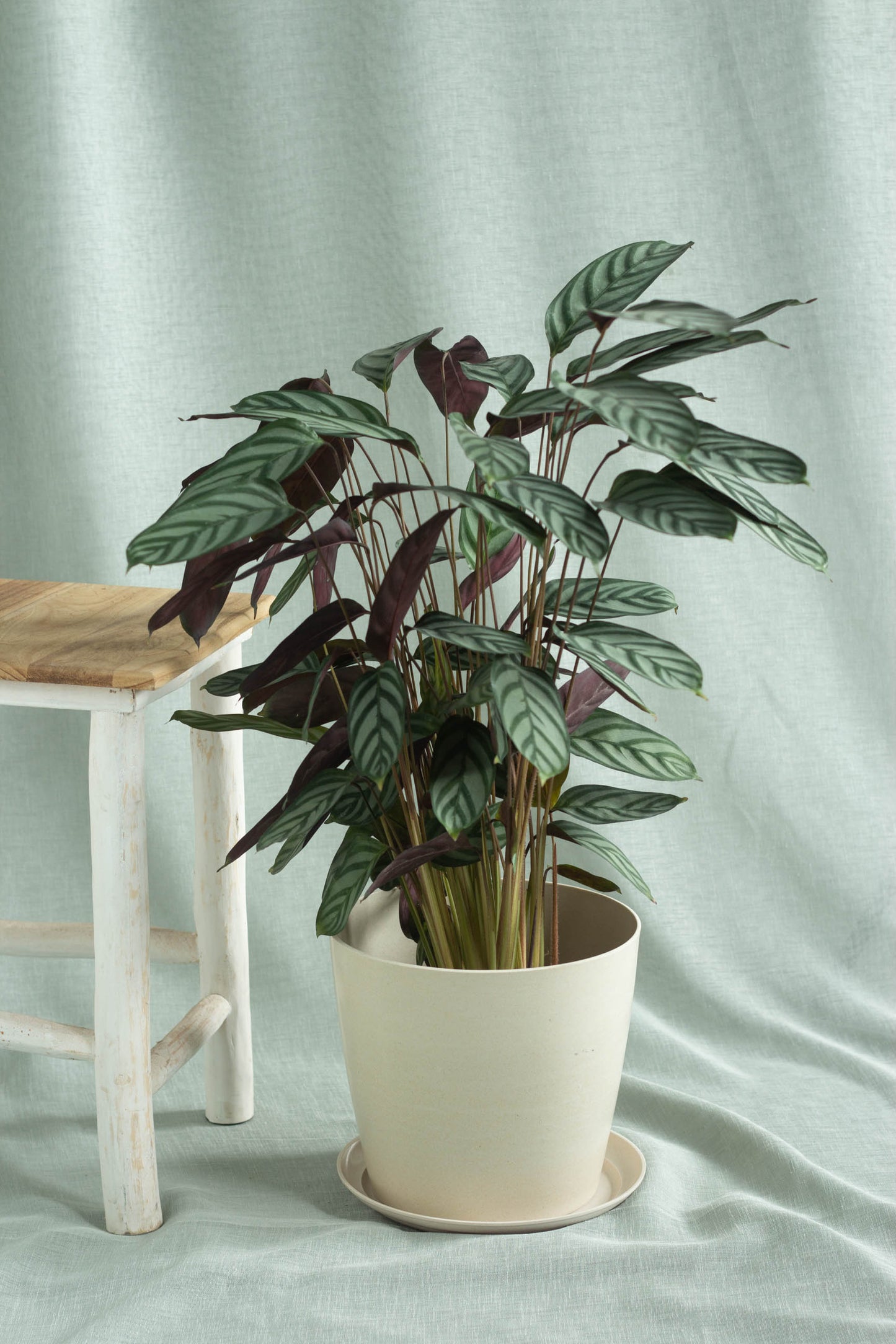 Calathea Setosa