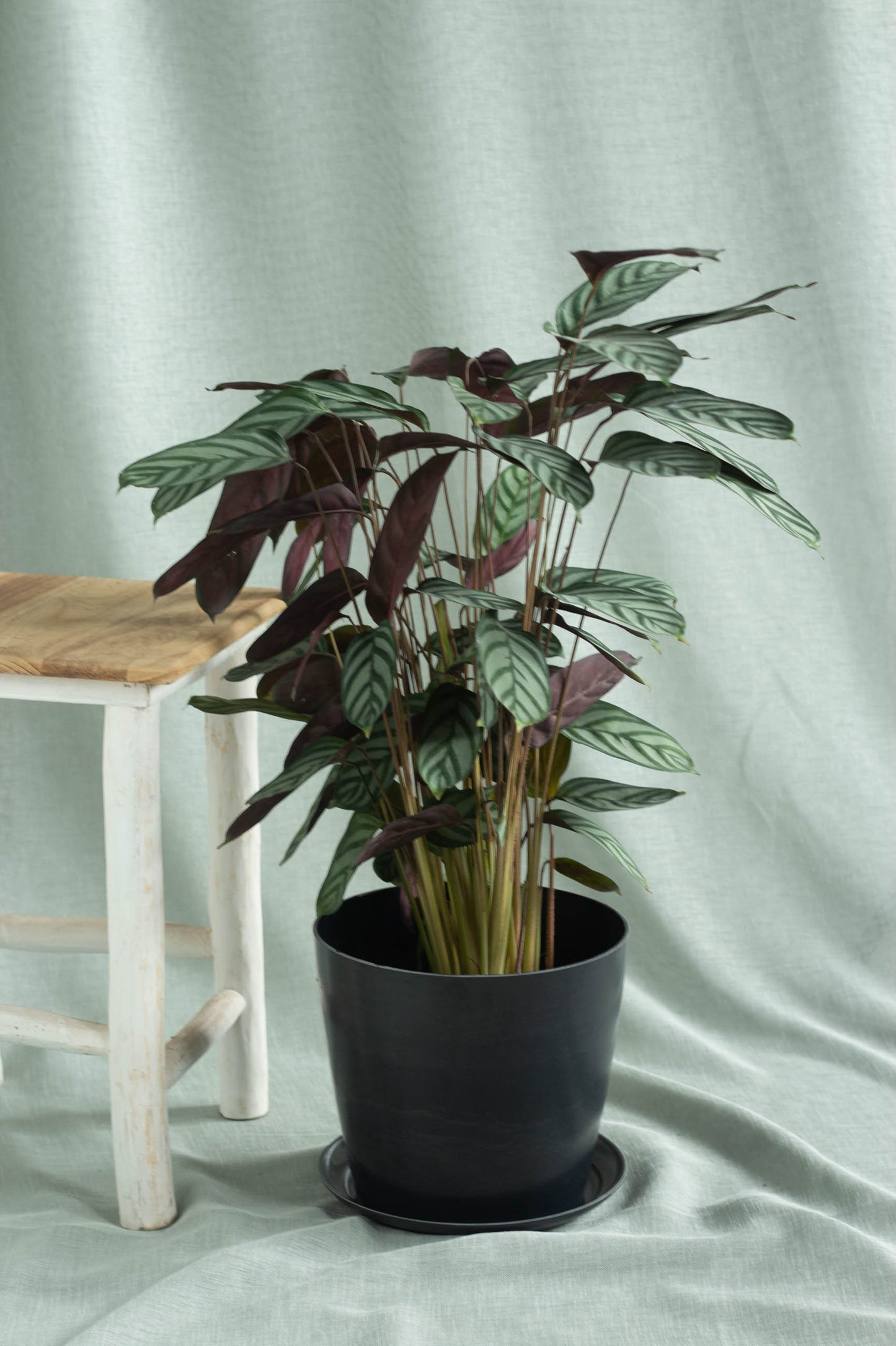 Calathea Setosa