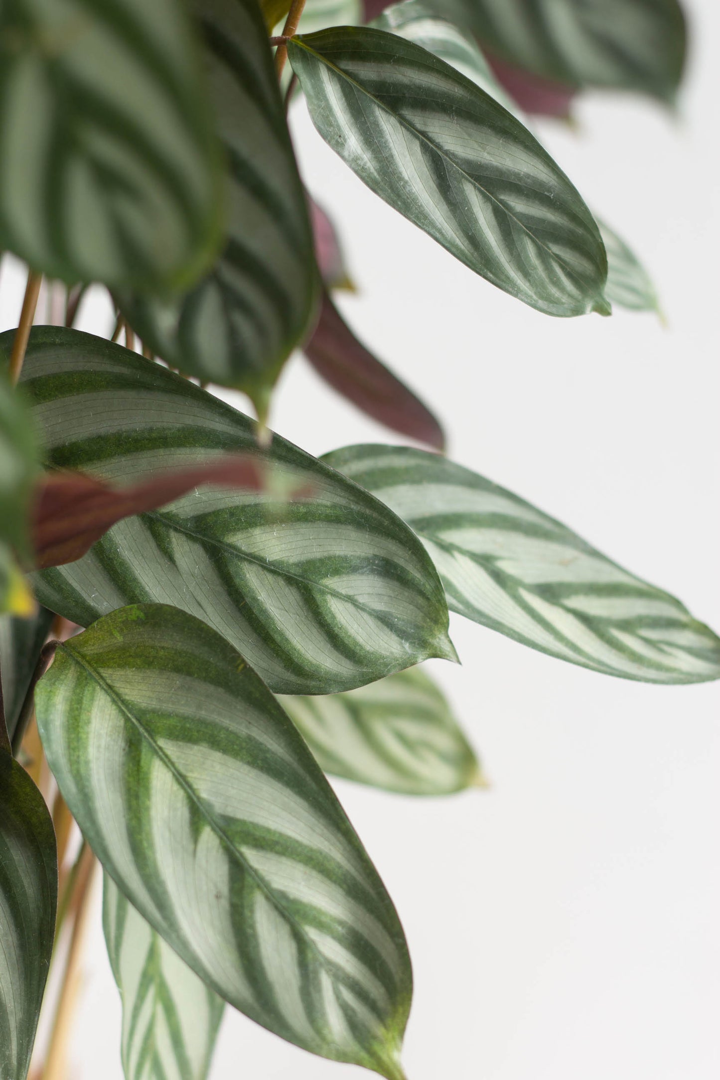 Calathea Setosa