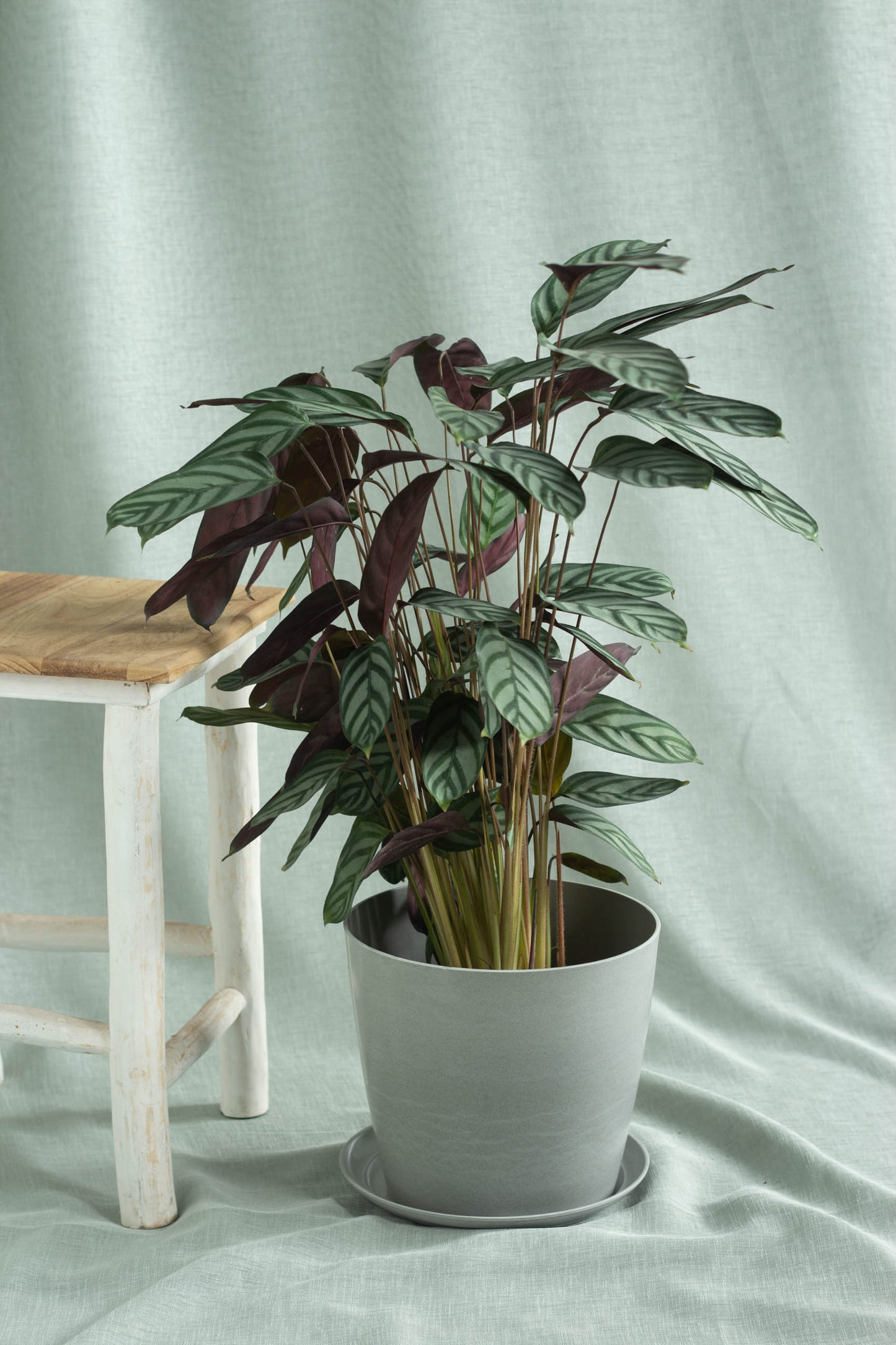 Calathea Setosa