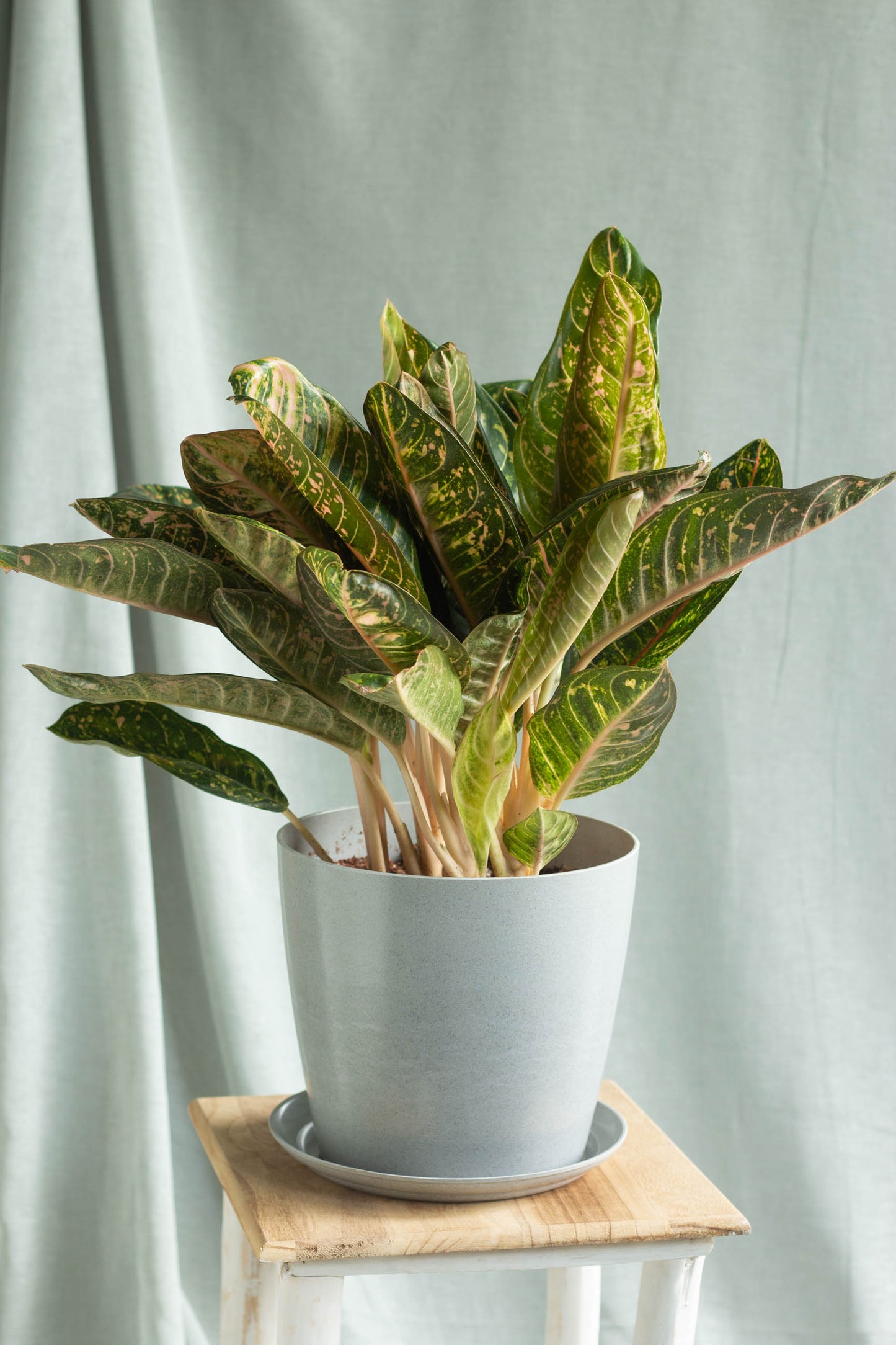 Aglaonema Dona Carmen