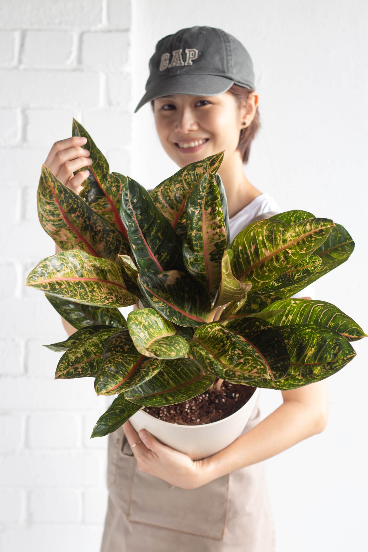 Aglaonema Dona Carmen