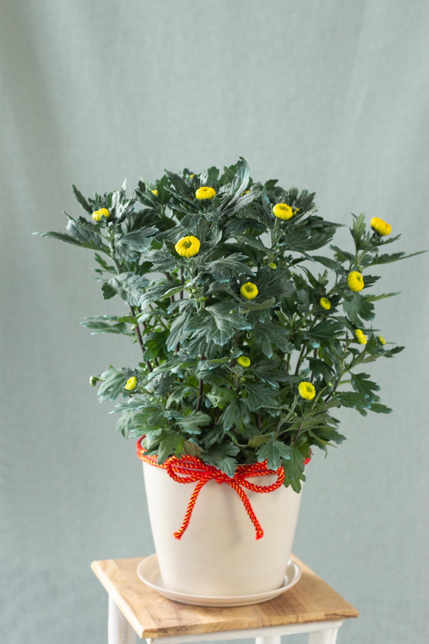 Chrysanthemum