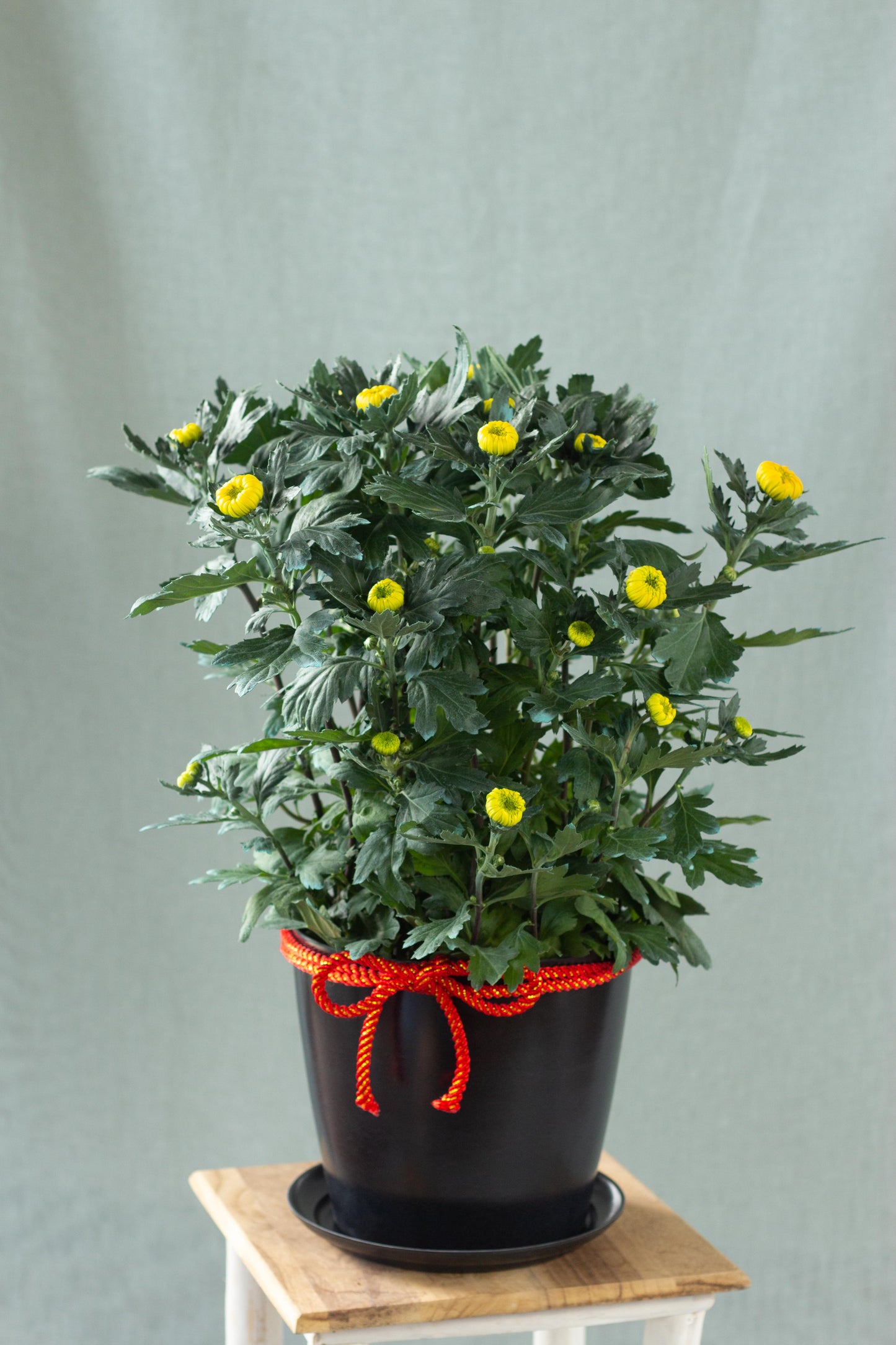 Chrysanthemum