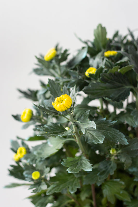 Chrysanthemum