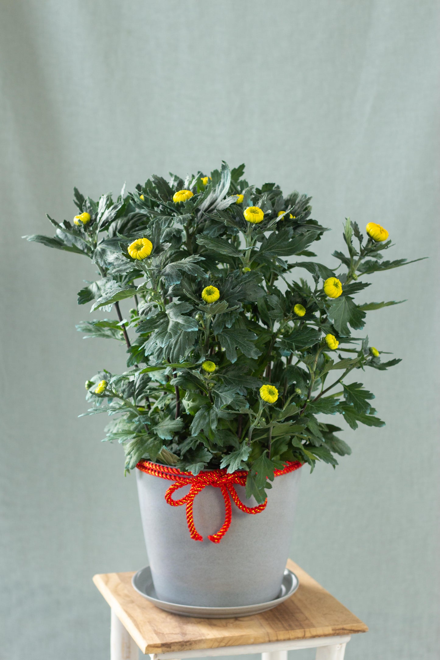 Chrysanthemum