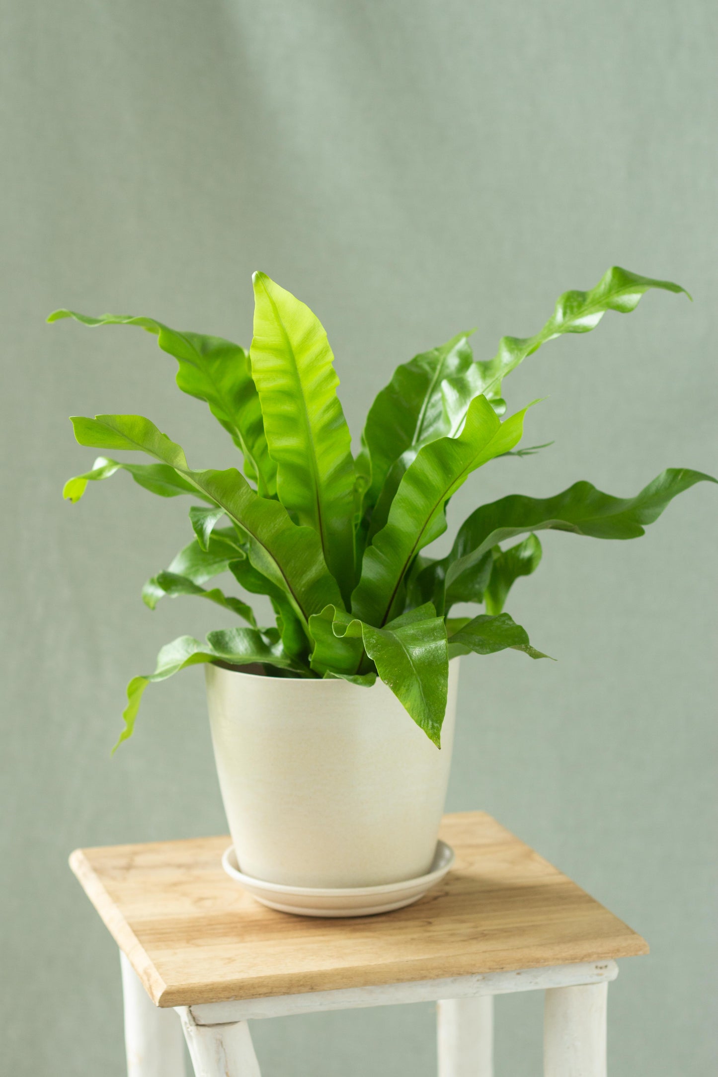 Bird's Nest Fern