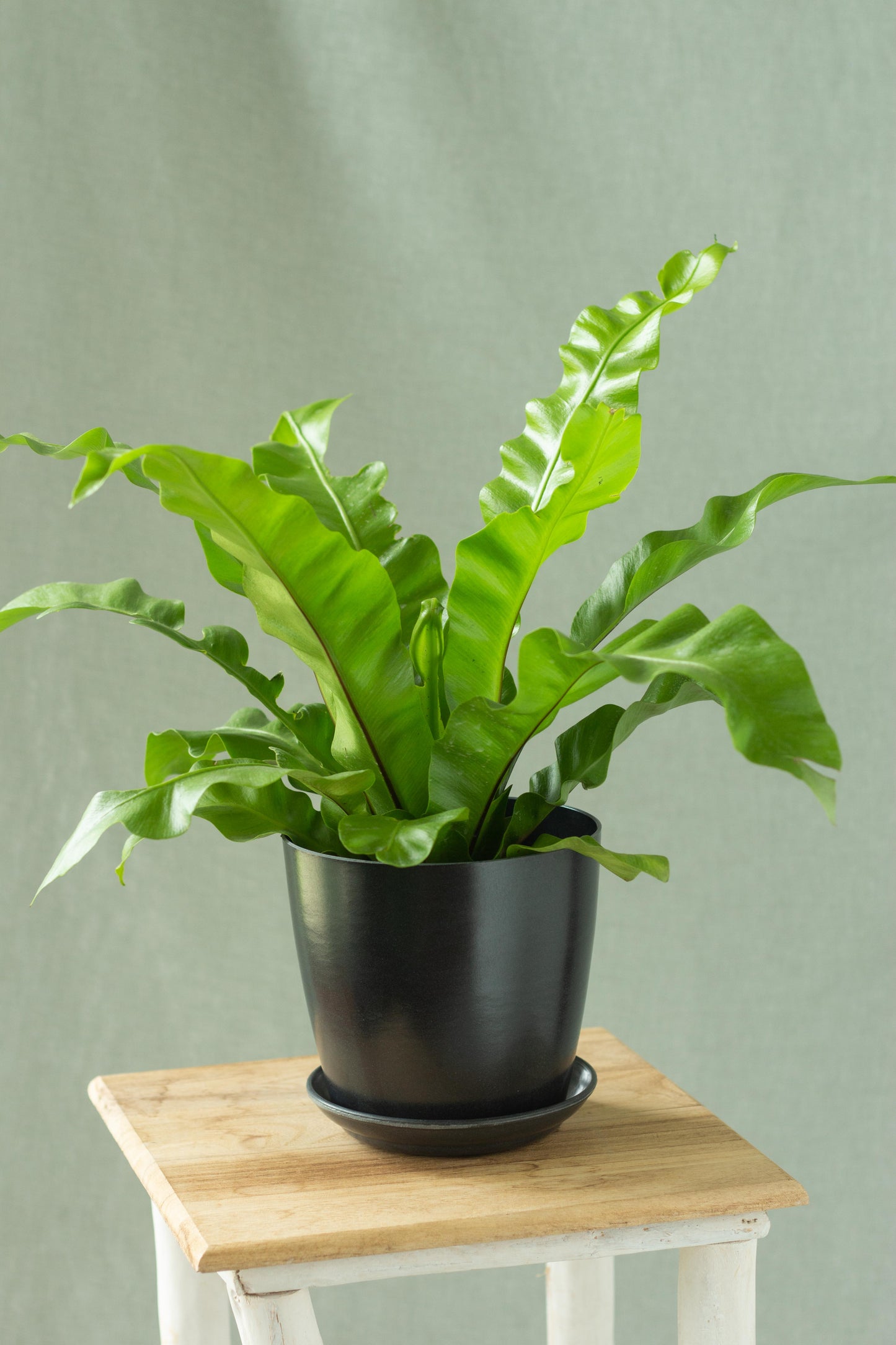 Bird's Nest Fern