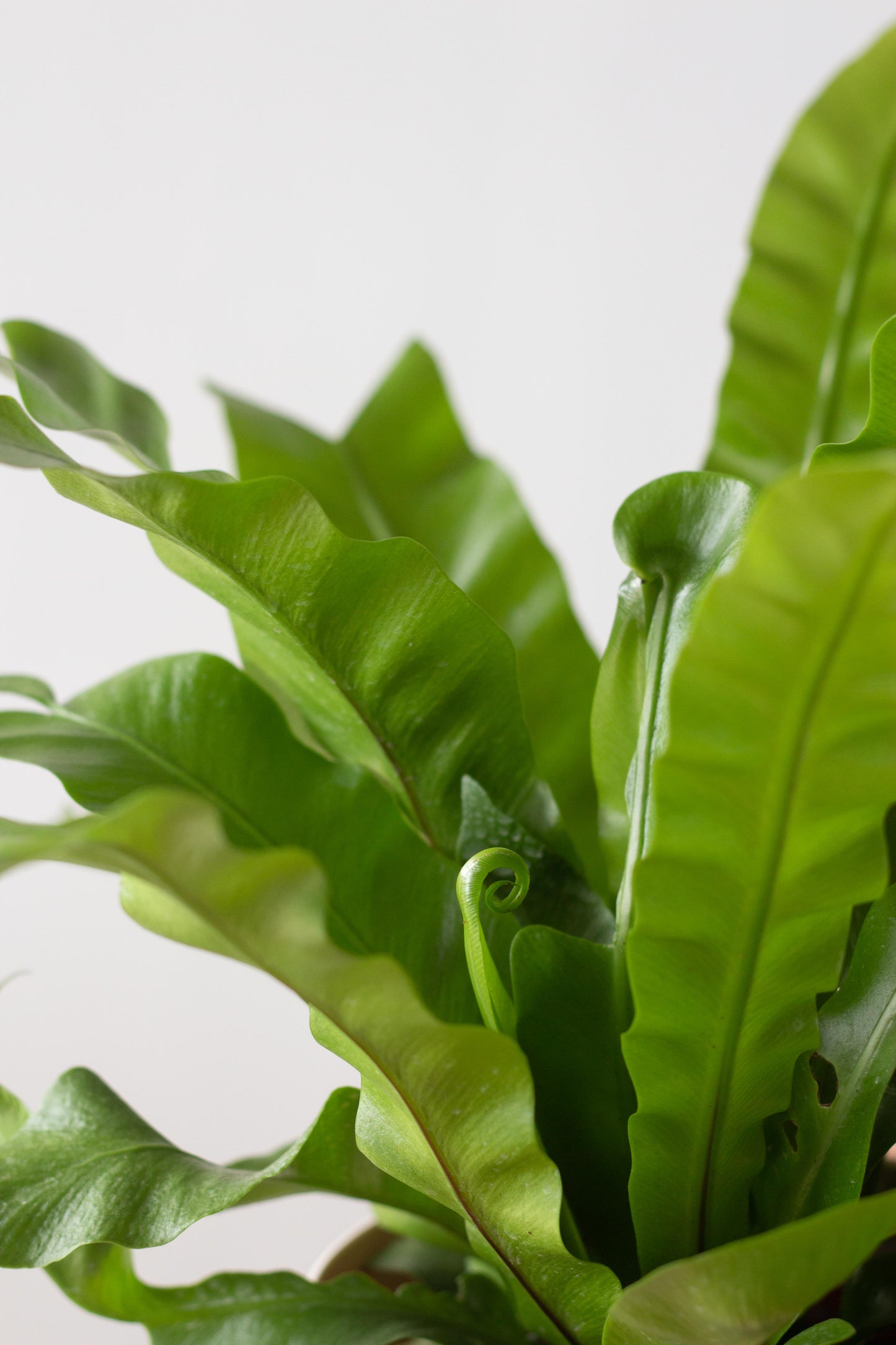 Bird's Nest Fern