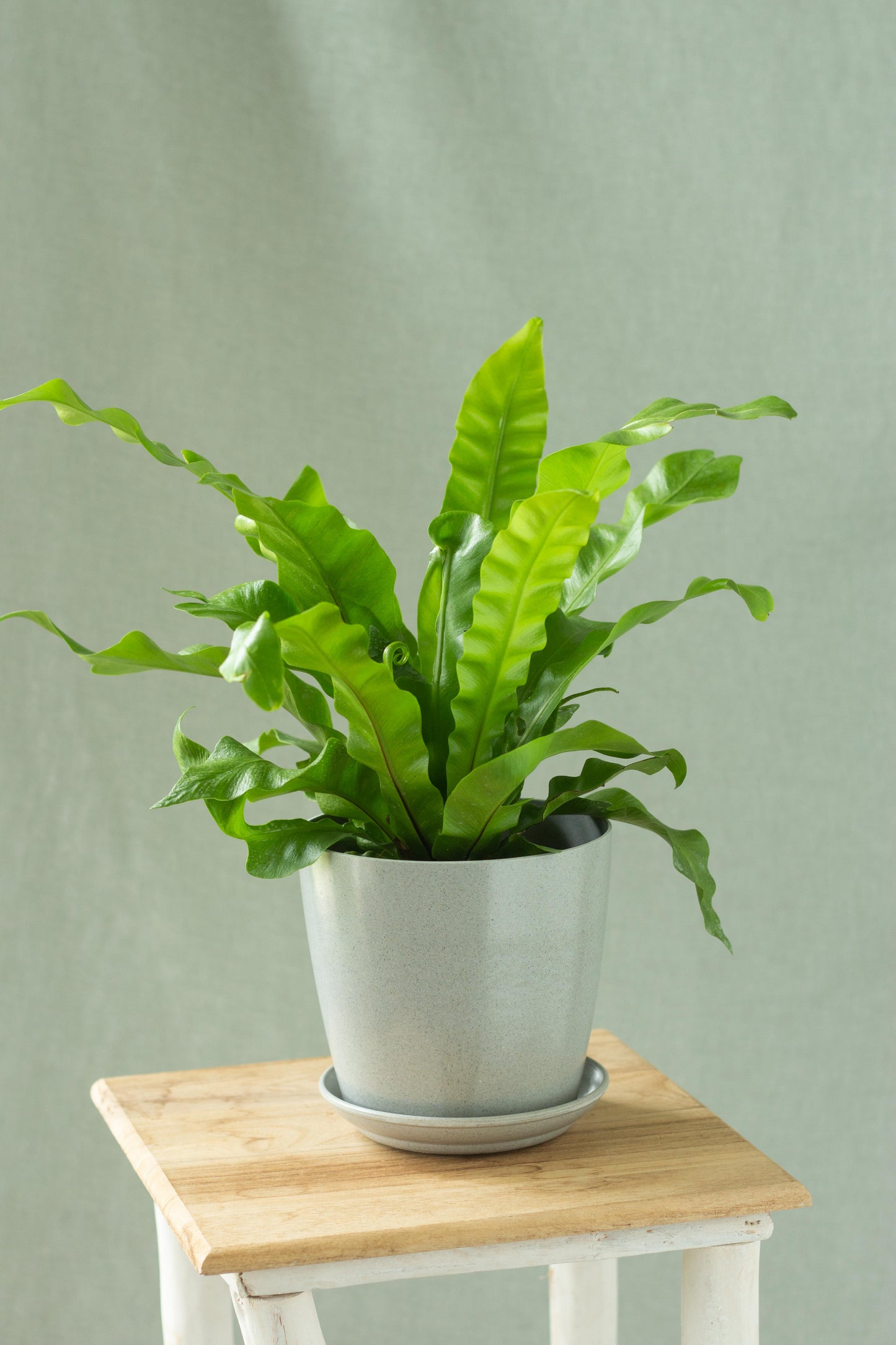 Bird's Nest Fern