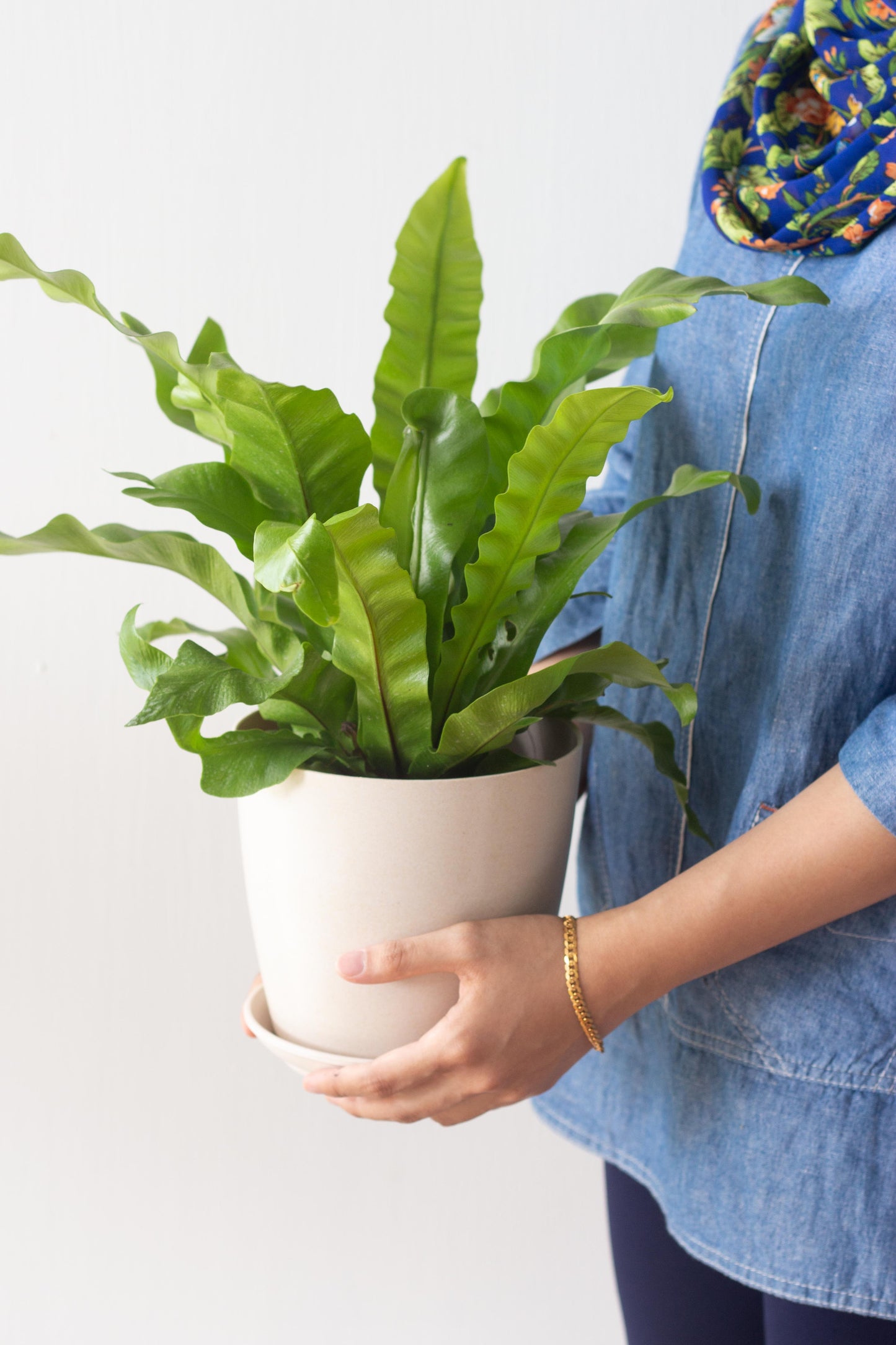 Bird's Nest Fern