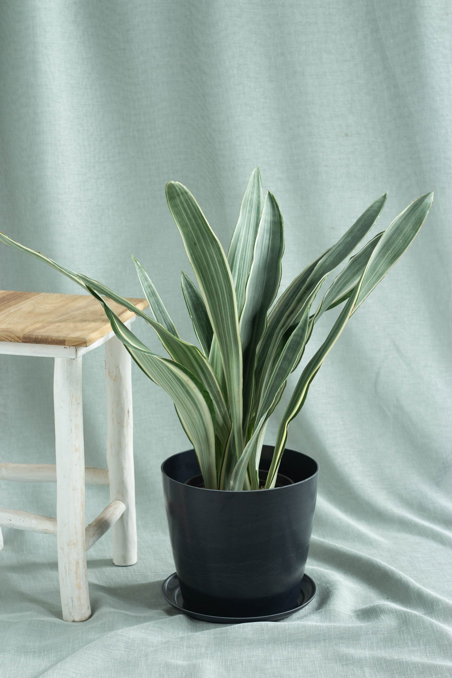 Sansevieria Manolin