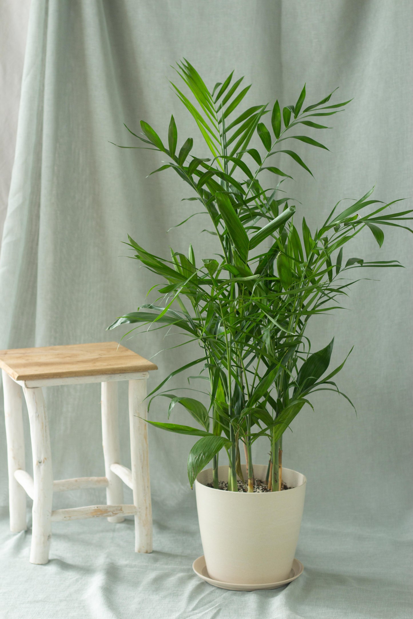 Bamboo Palm
