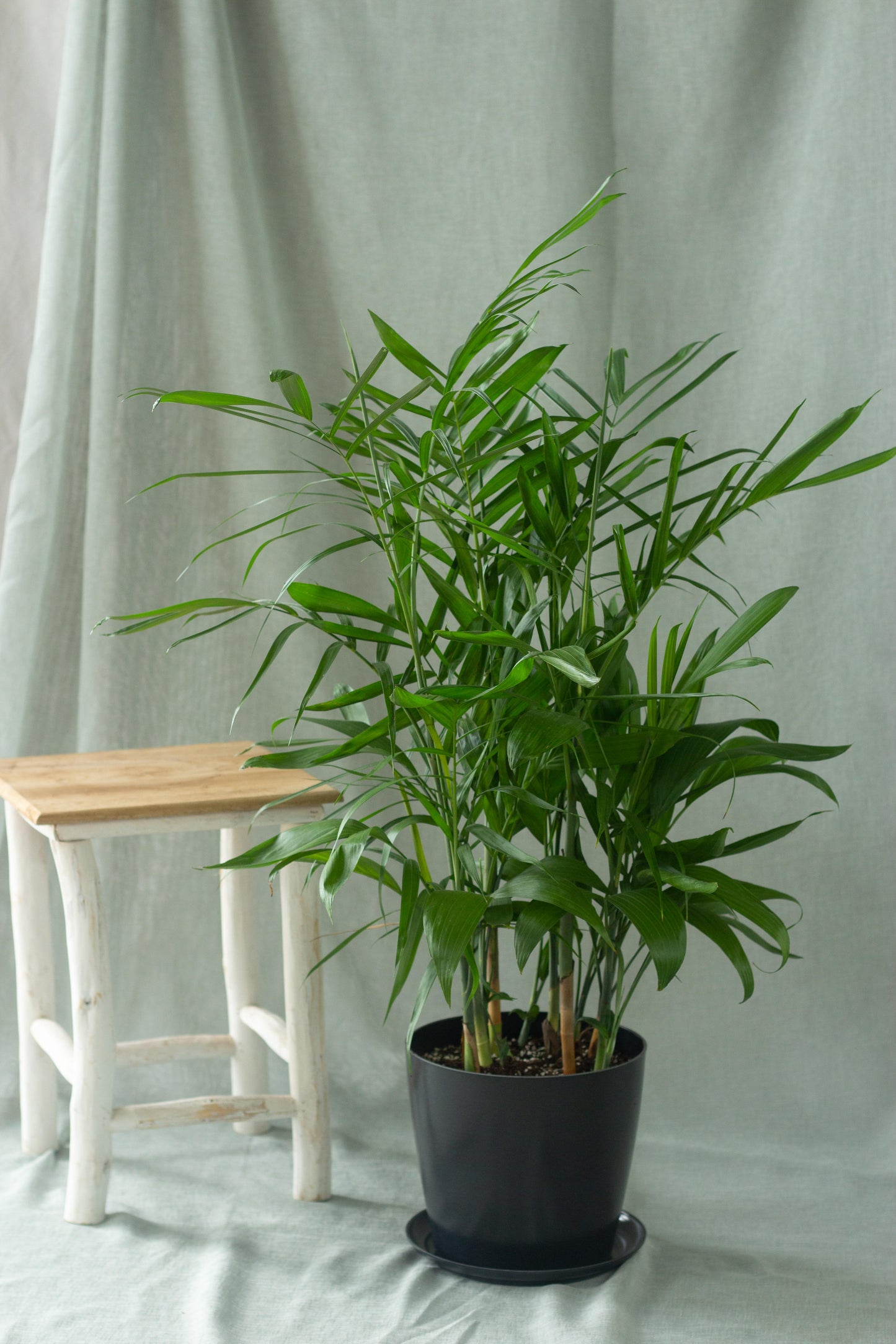 Bamboo Palm