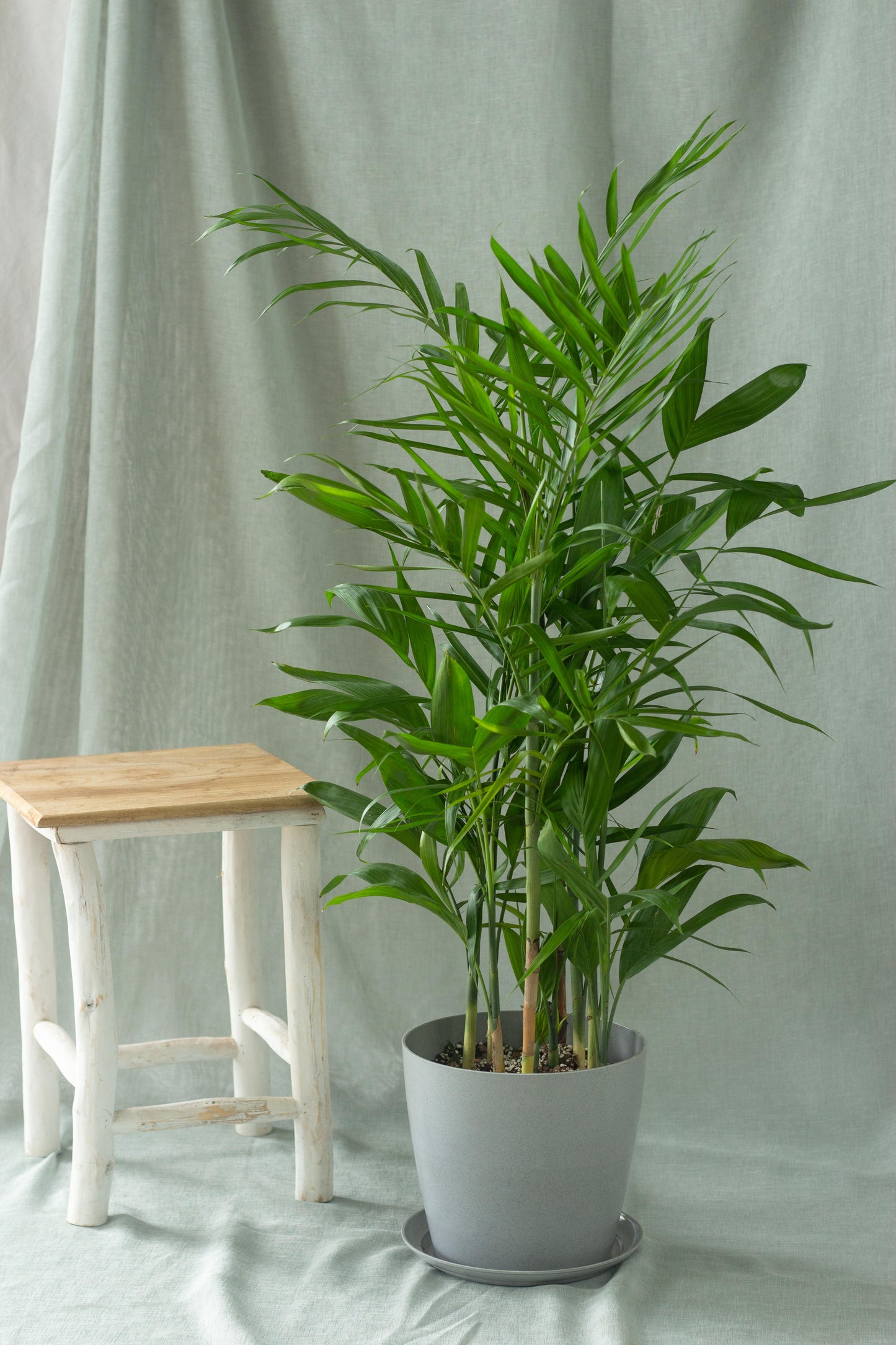 Bamboo Palm