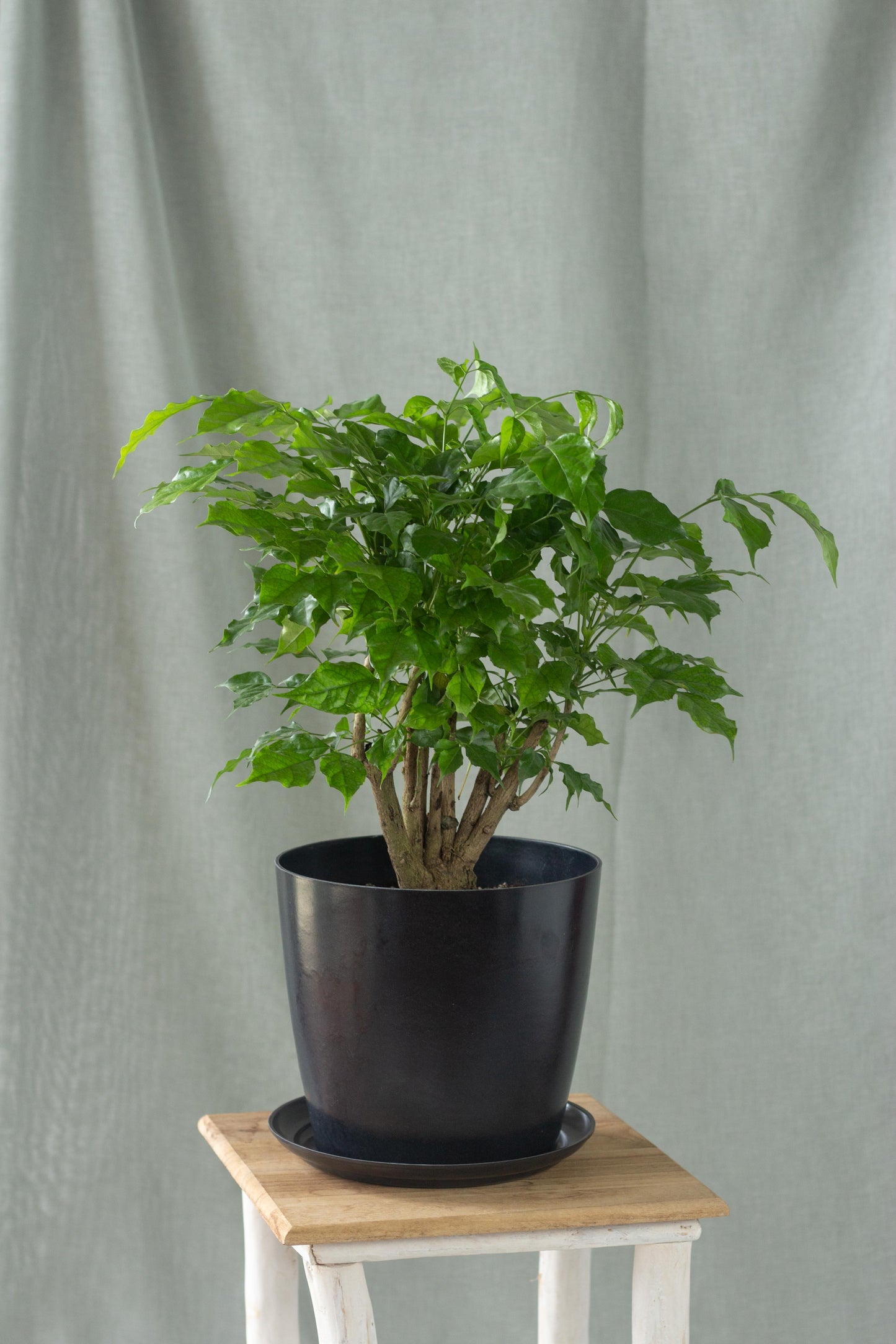 China Doll Plant