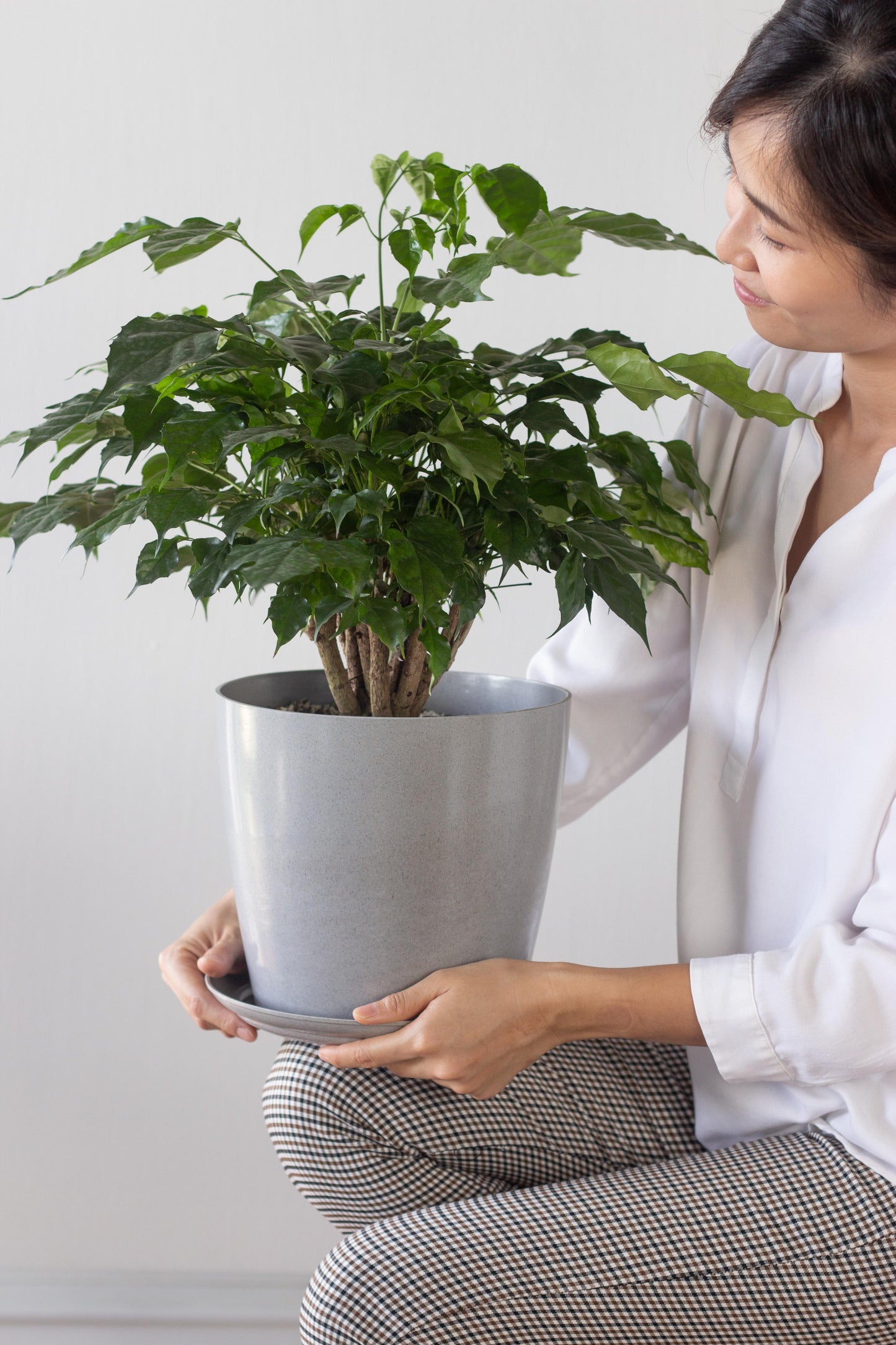 China Doll Plant