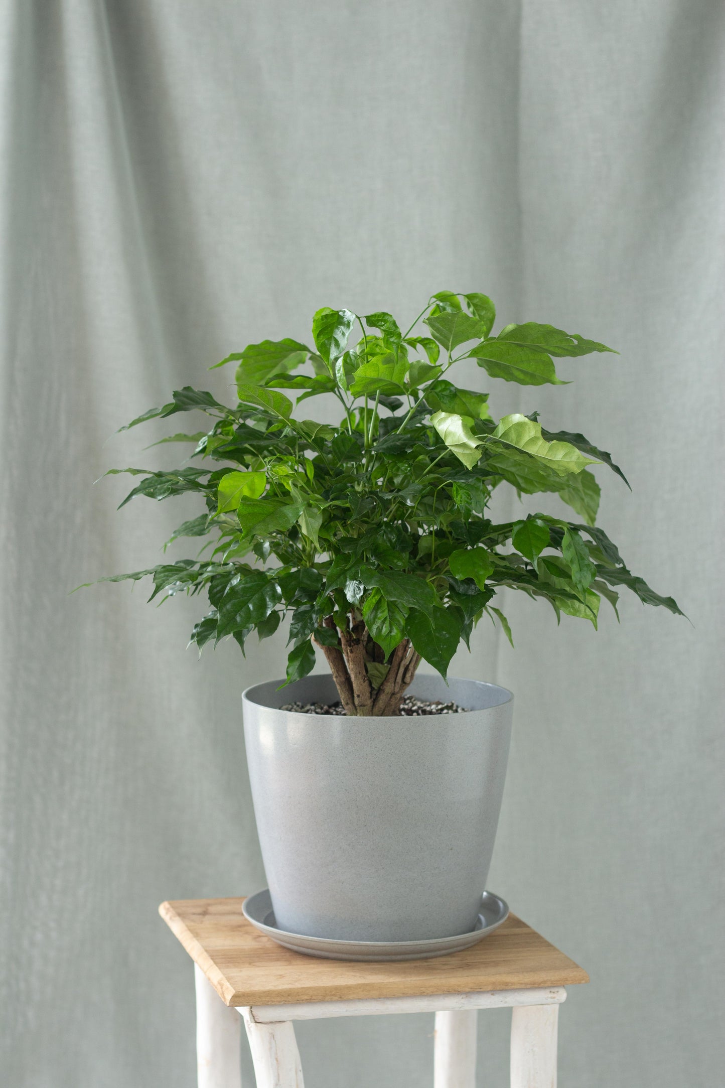 China Doll Plant