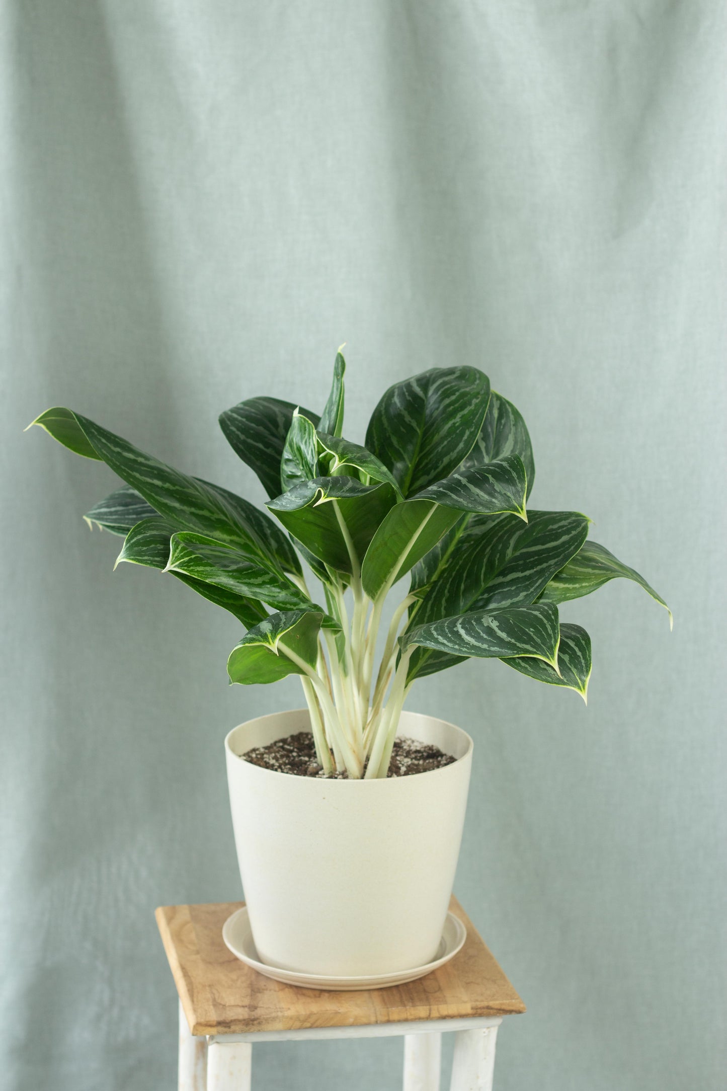 Aglaonema White Stem