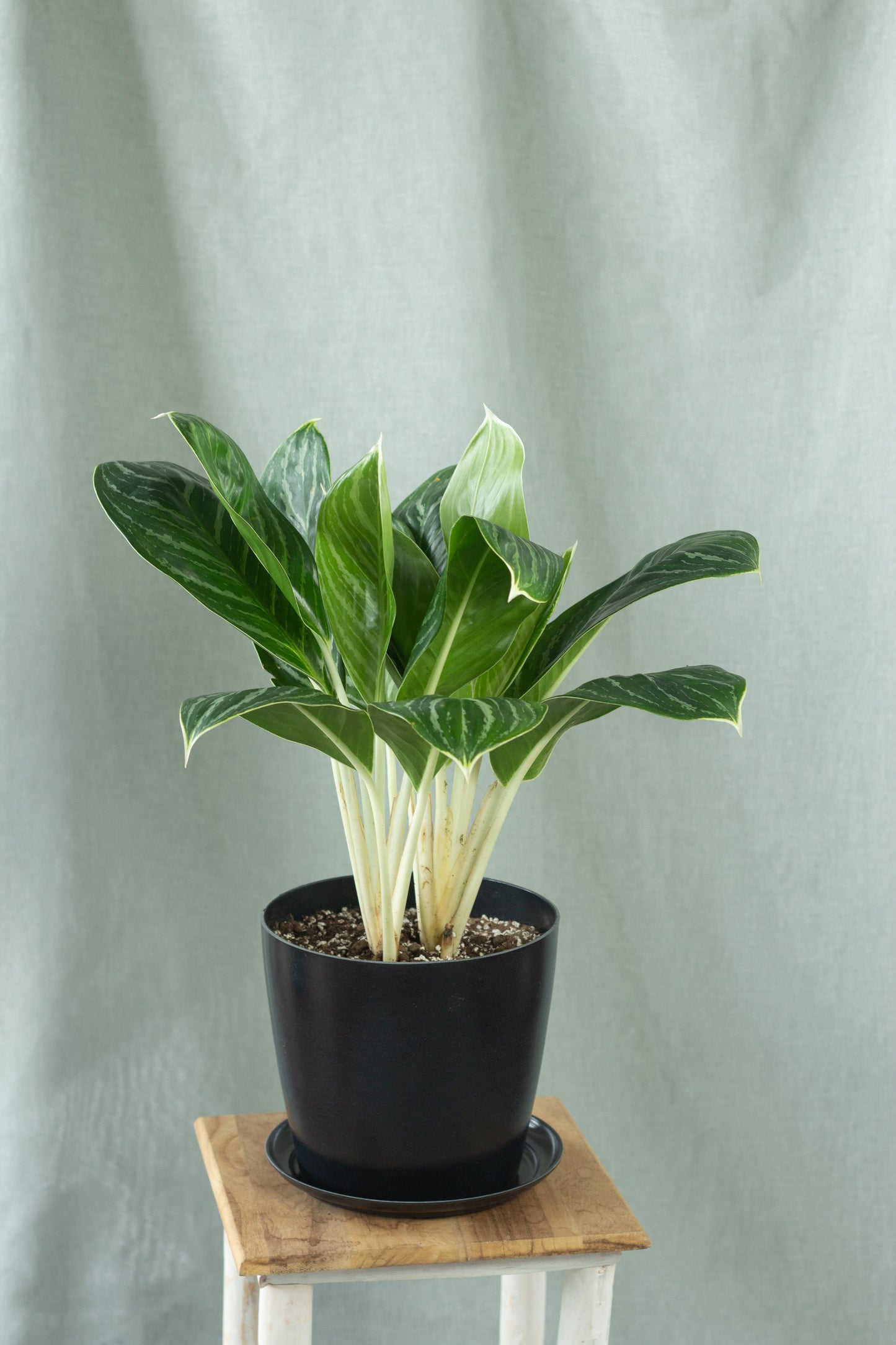 Aglaonema White Stem