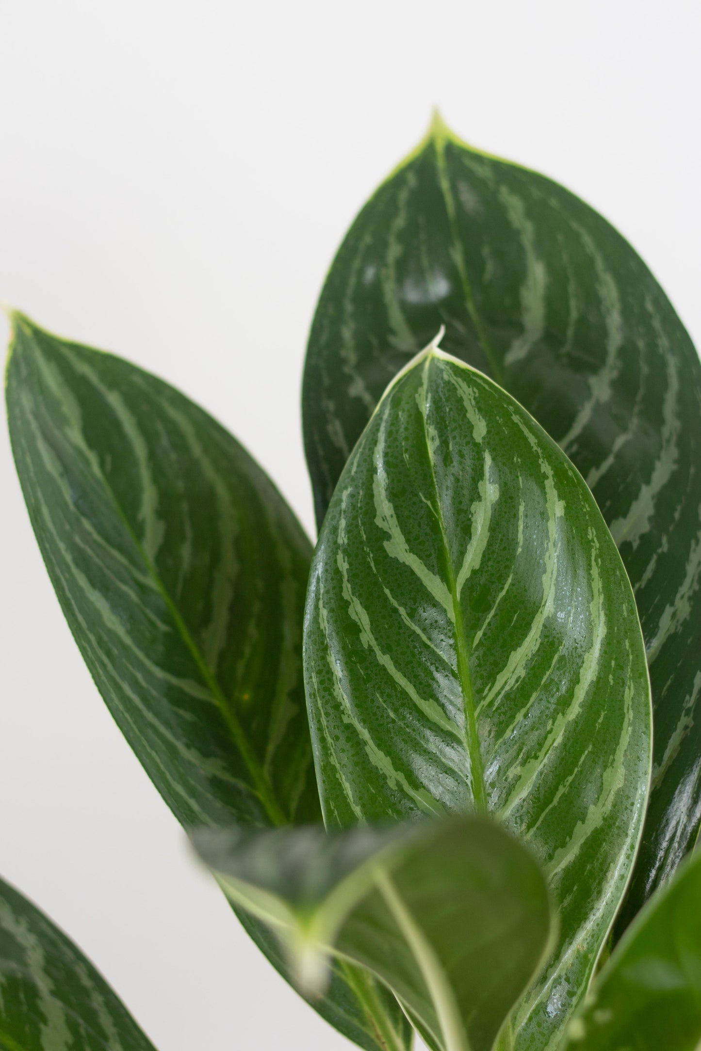 Aglaonema White Stem