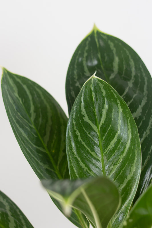 Aglaonema White Stem