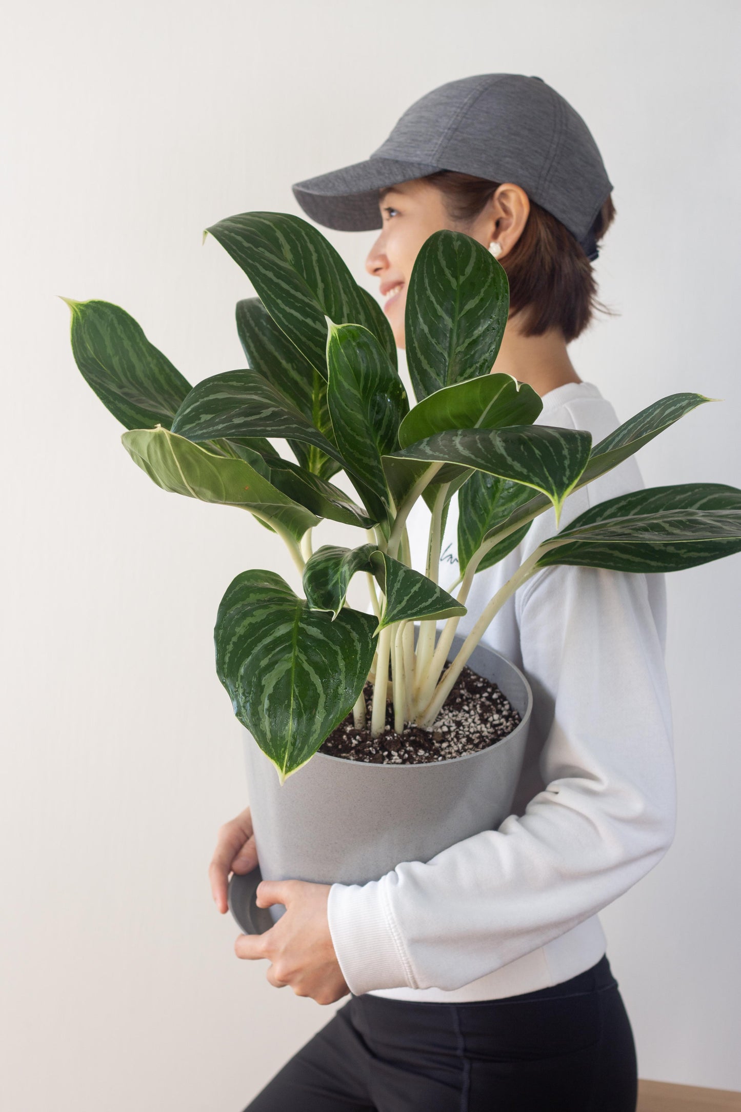 Aglaonema White Stem