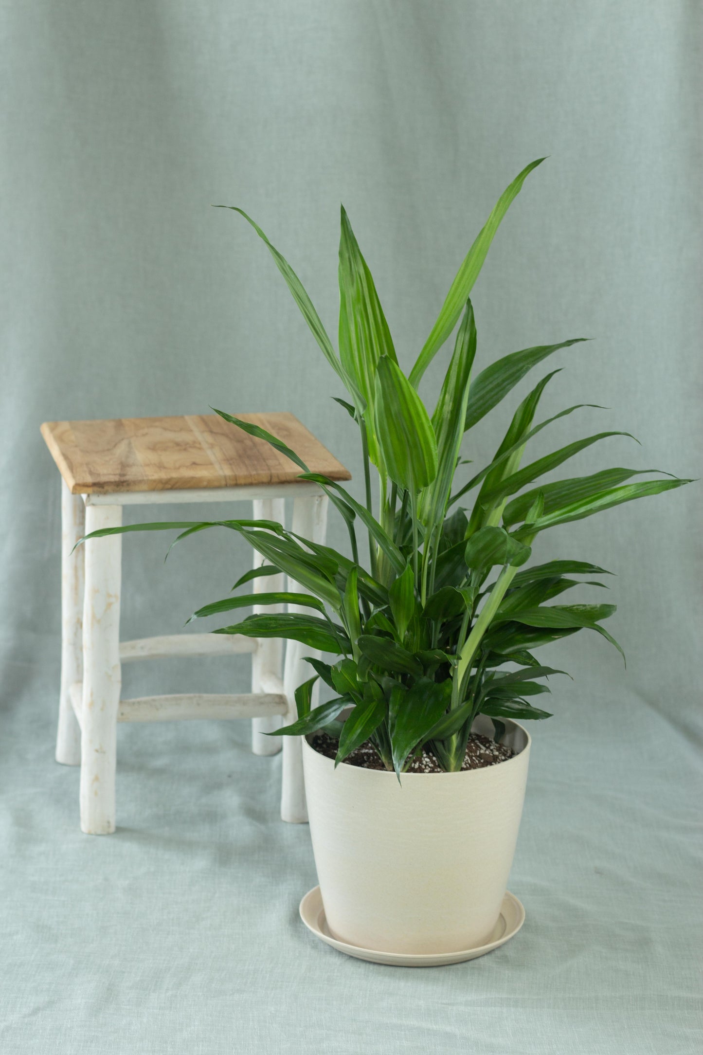 Dracaena Aubryana