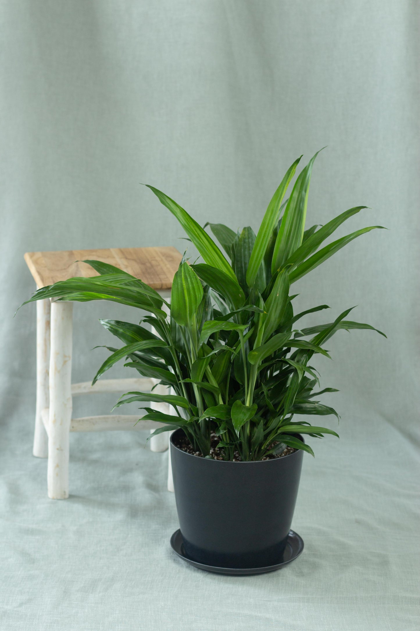 Dracaena Aubryana
