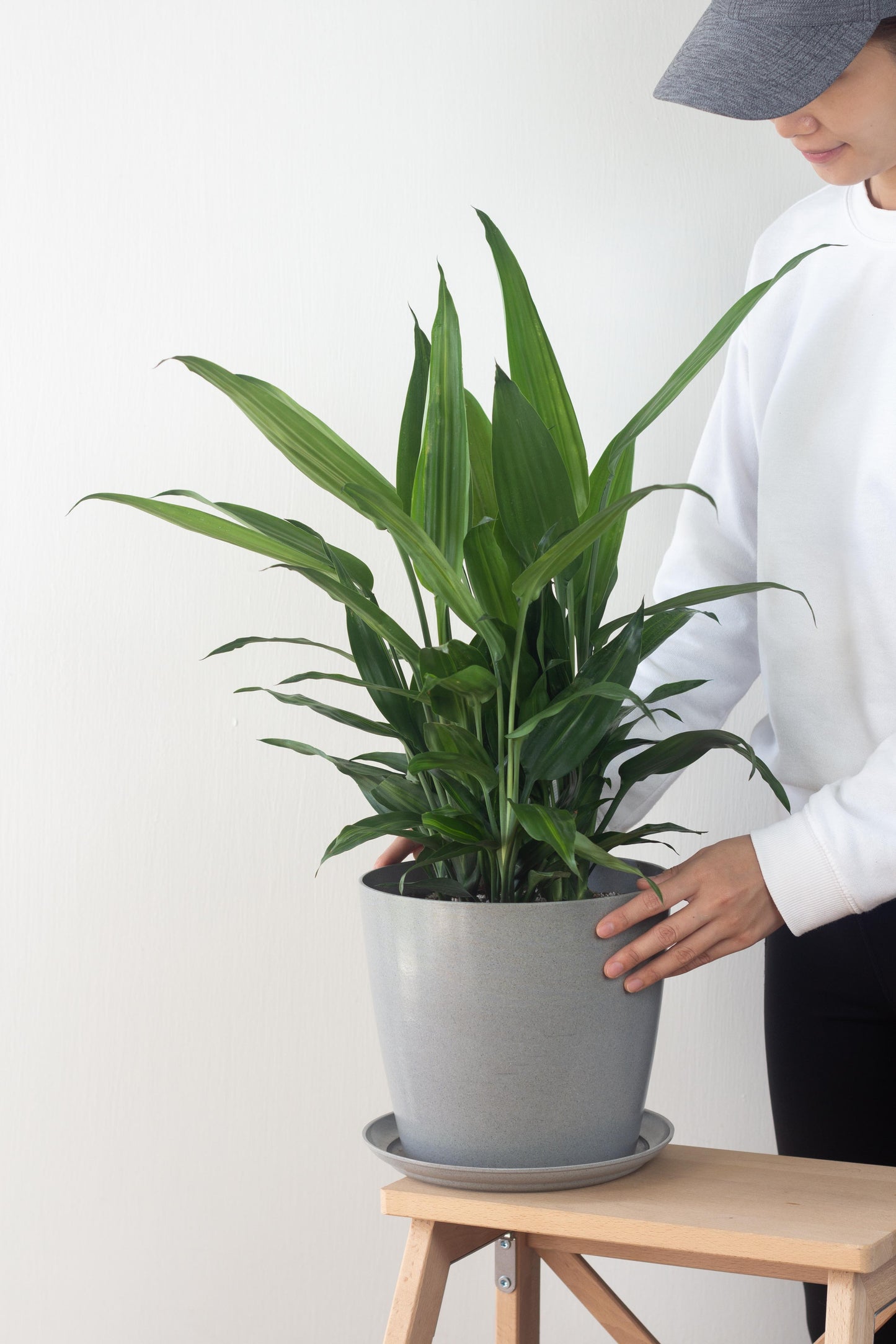 Dracaena Aubryana