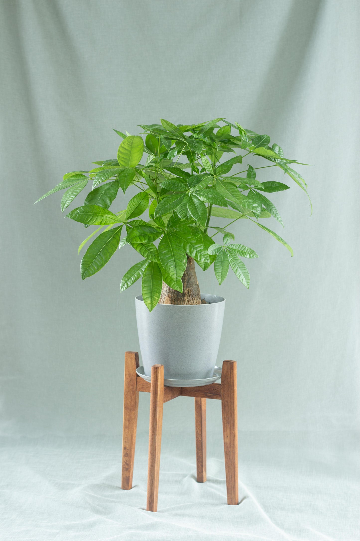 Stout Money Tree
