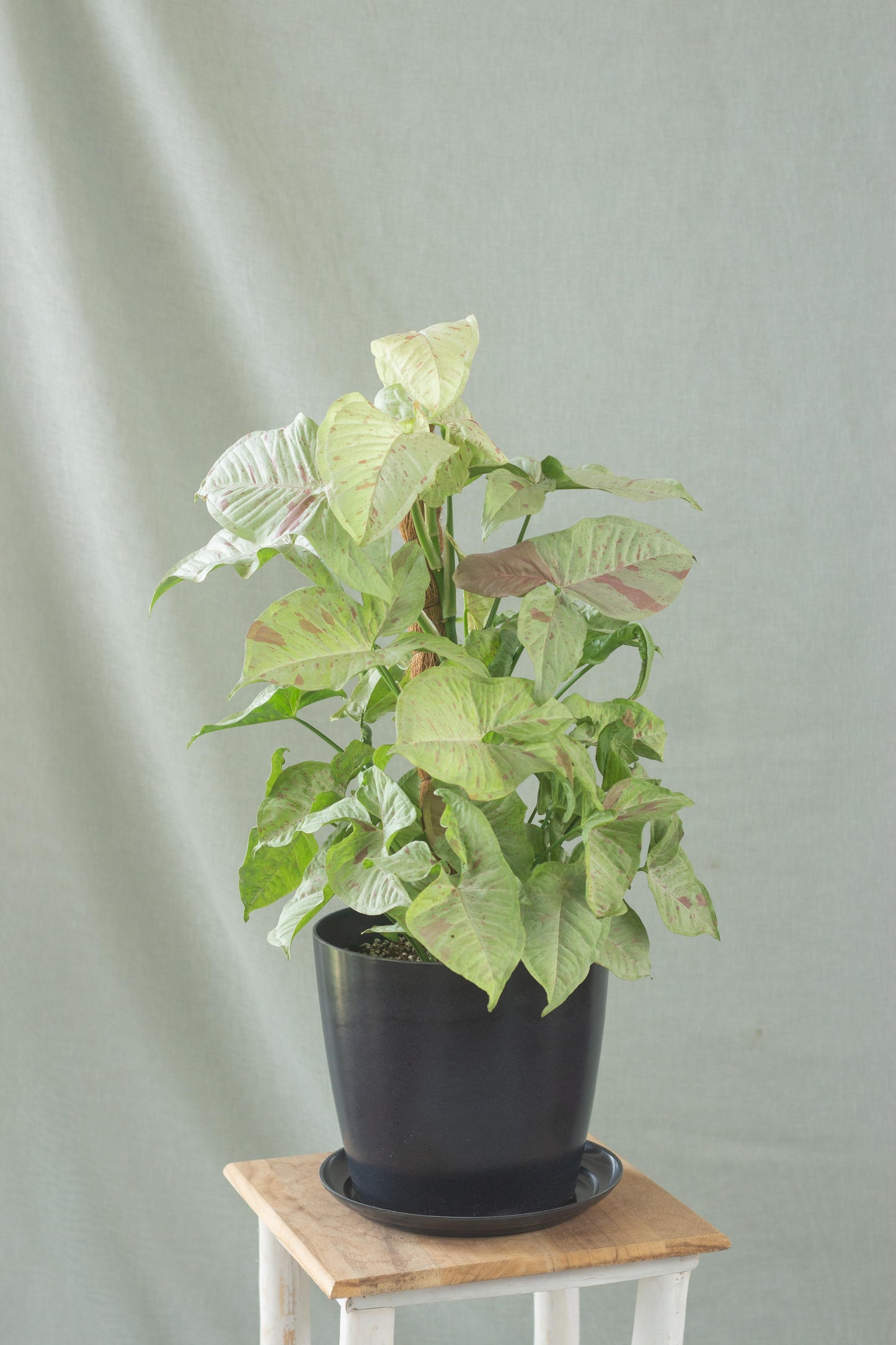 Syngonium Milk Confetti