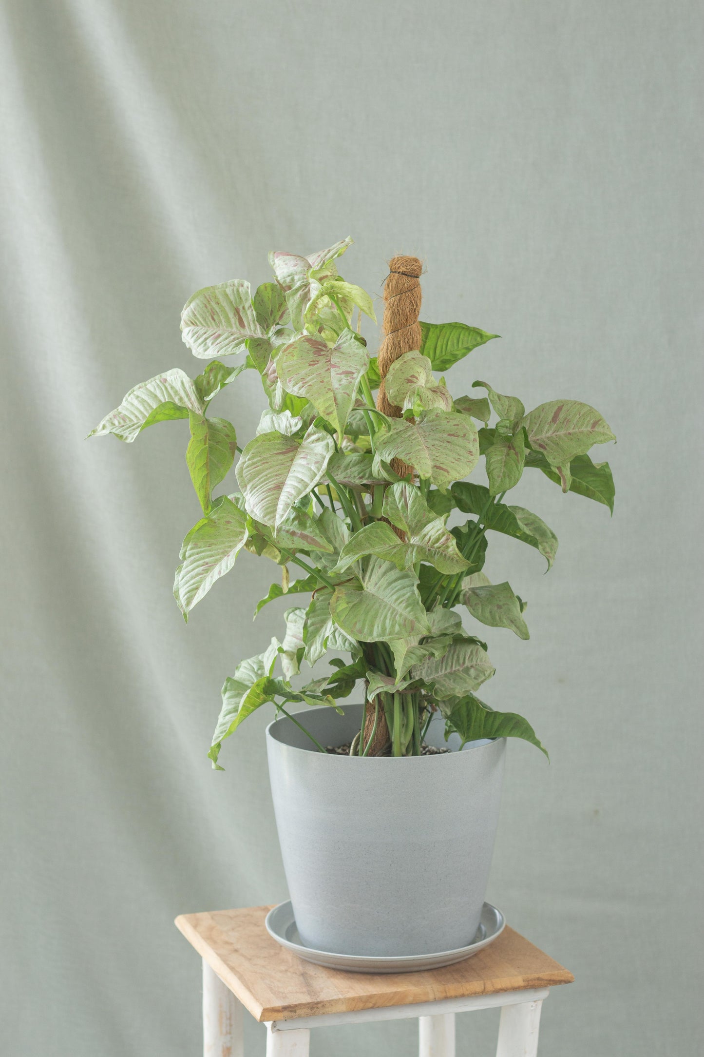 Syngonium Milk Confetti